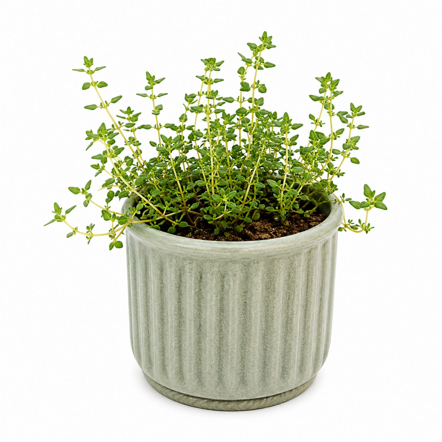 Thym en Pot Gris Moderne