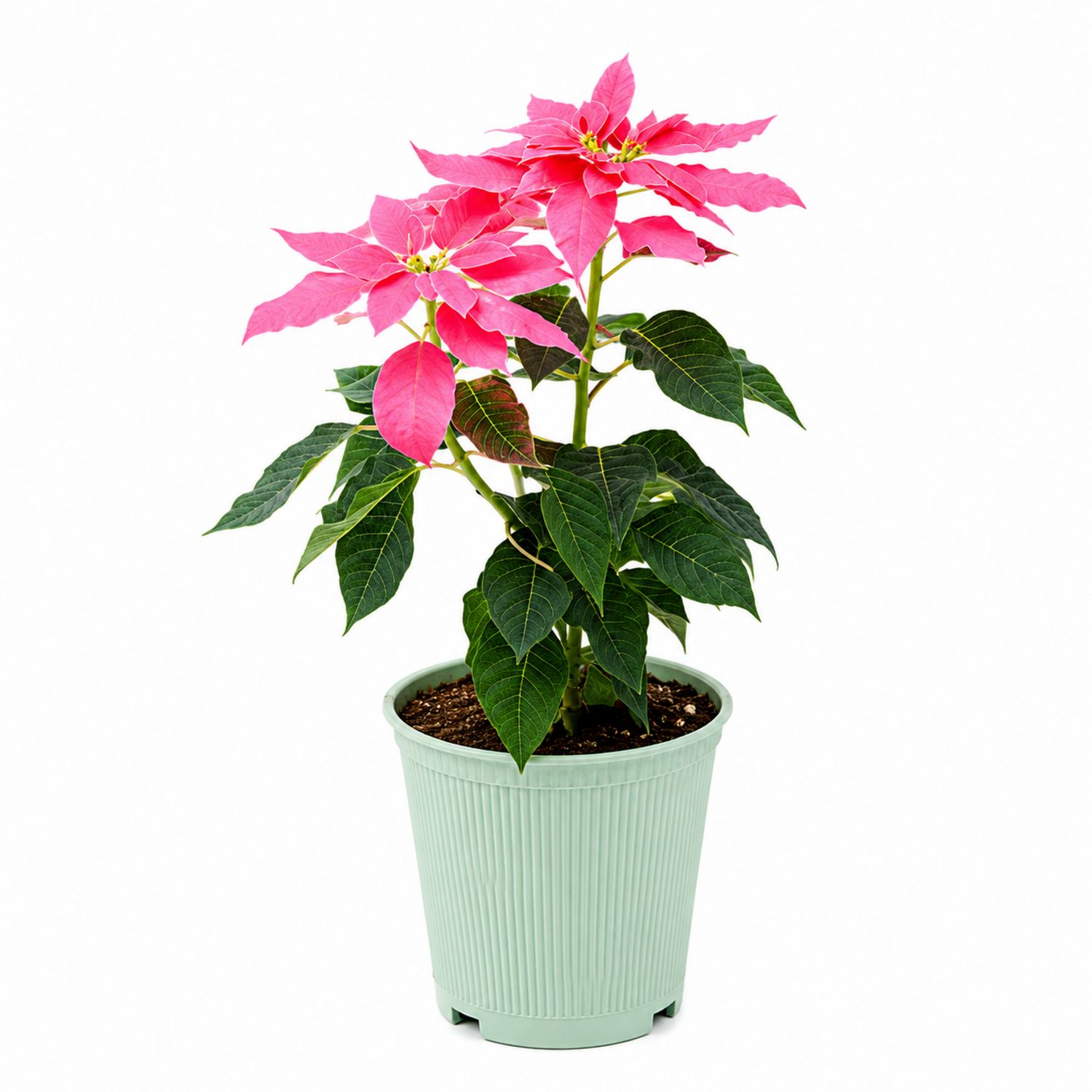 Poinsettia rose en pot en plastique