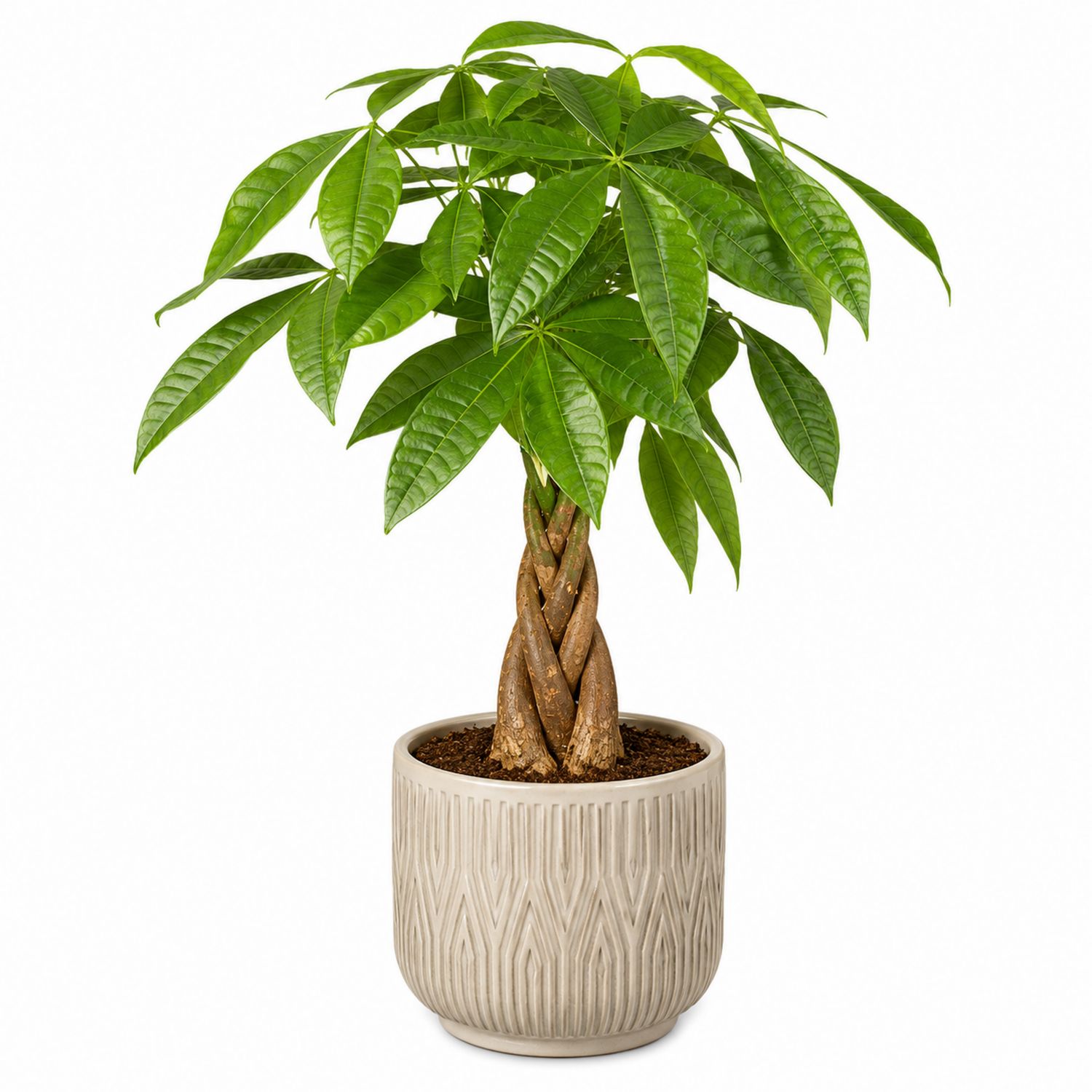 Arbre à Argent Pachira avec Pot Décoratif Beige