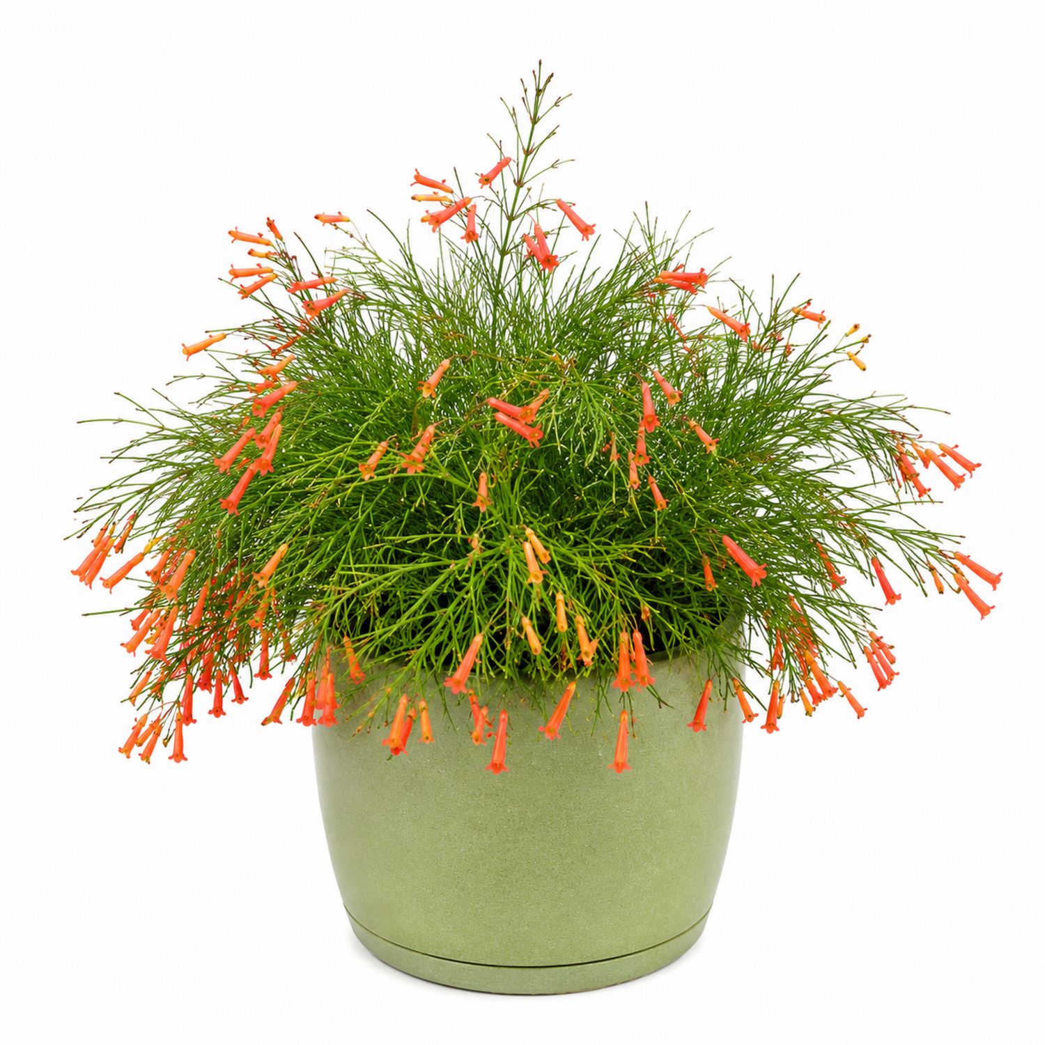 Plante à fleurs rouges avec pot vert