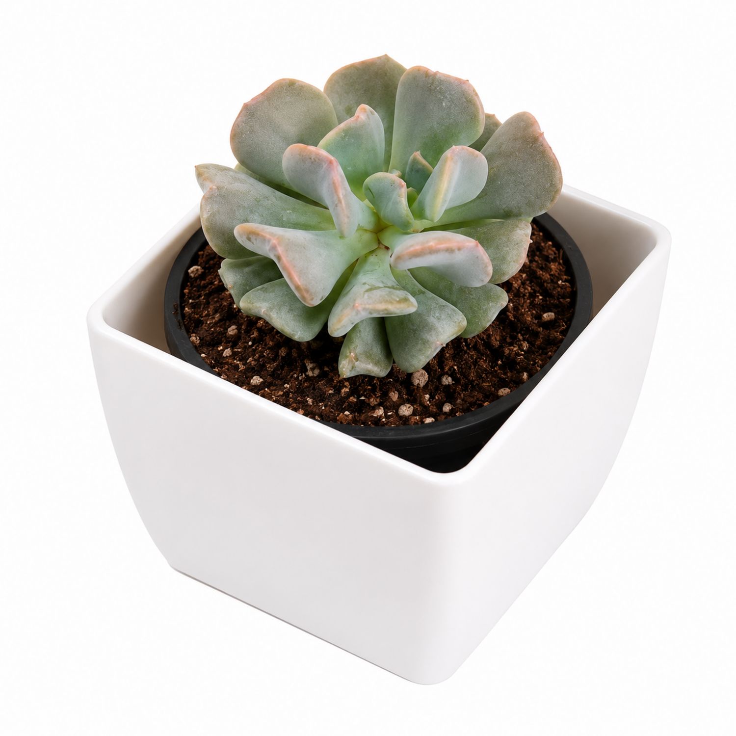 Plante Grasse Verte en Pot Carré Blanc