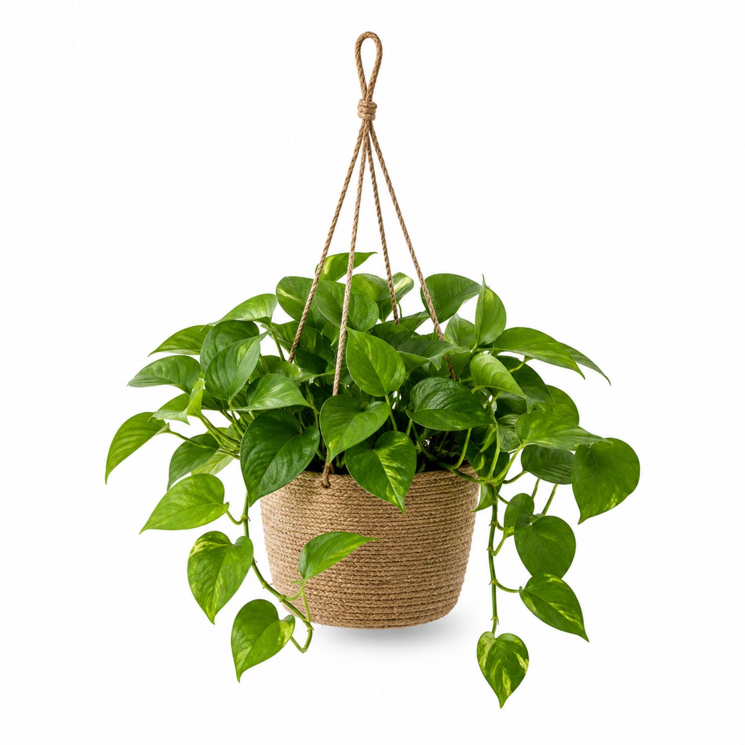 Plante suspendue Scindapsus avec pot en corde