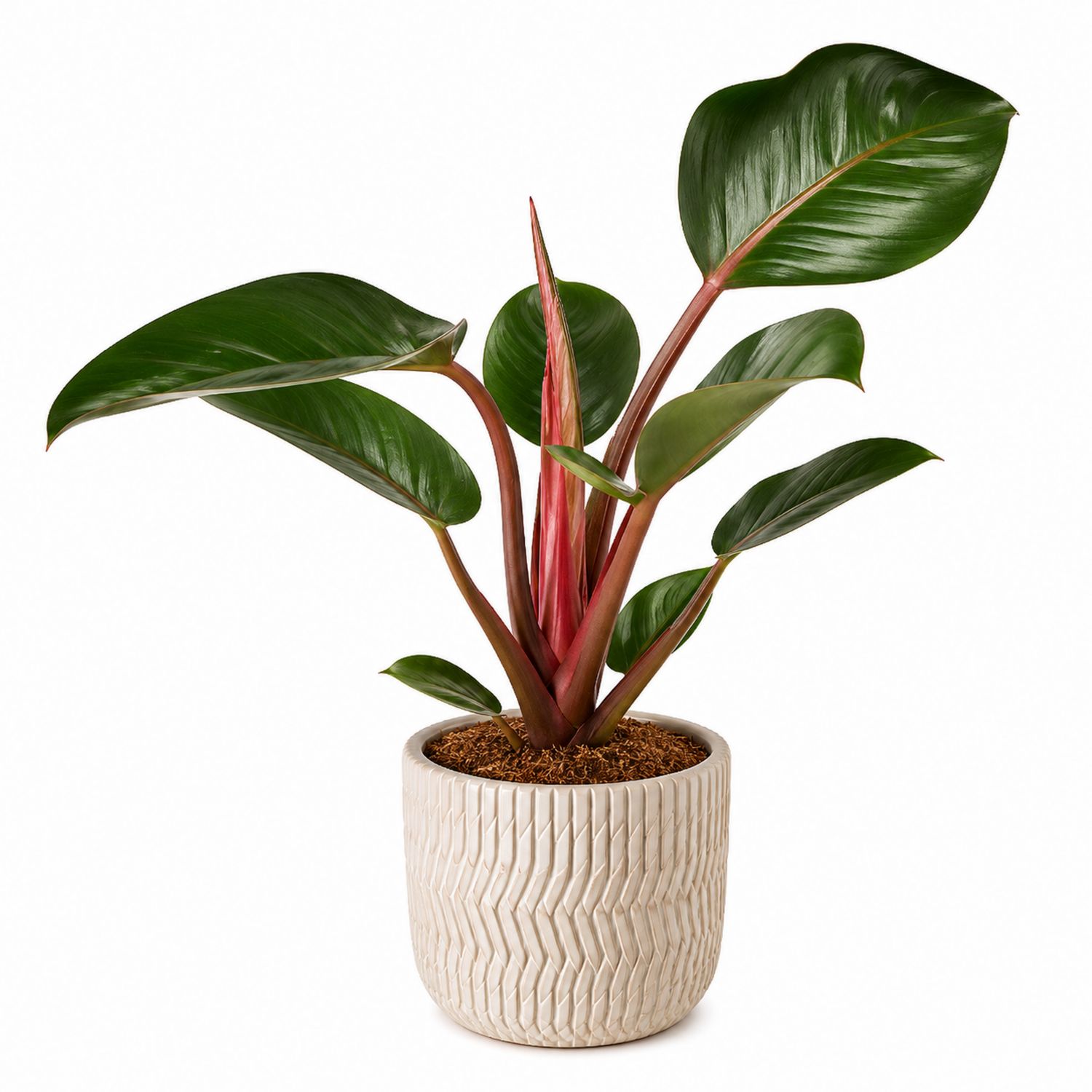 Philodendron vert et rouge avec pot en céramique 15x45 cm