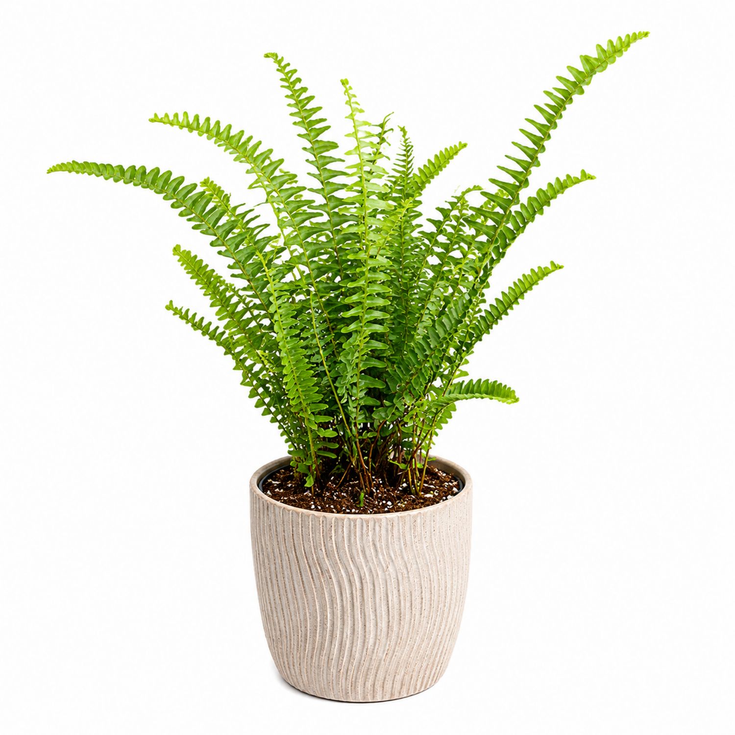 Fougère Nephrolepis en Pot Décoratif 45x60 cm