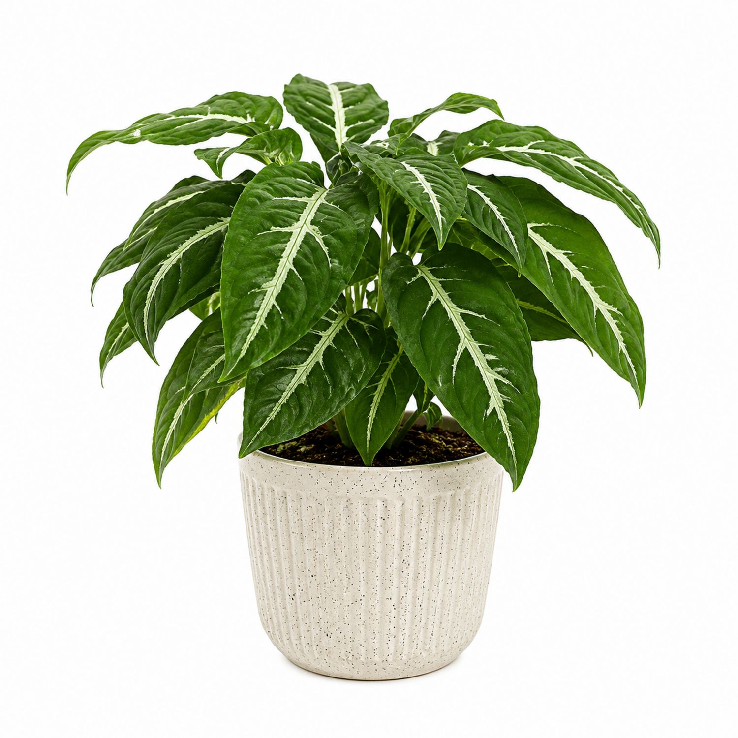 Plante d'Intérieur Verte avec Pot Côtelé Blanc