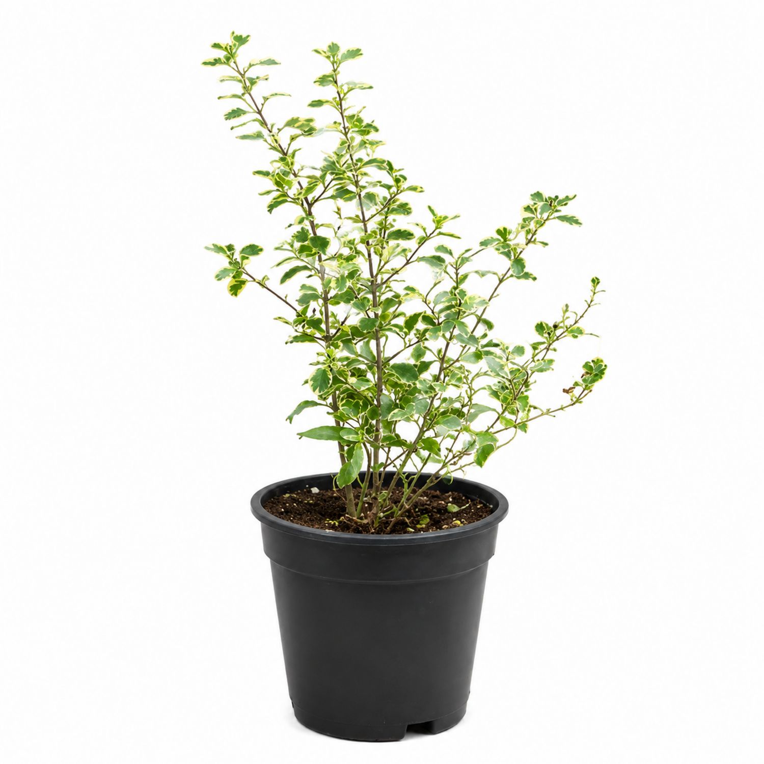 Plante verte d'intérieur en pot 15x50 cm