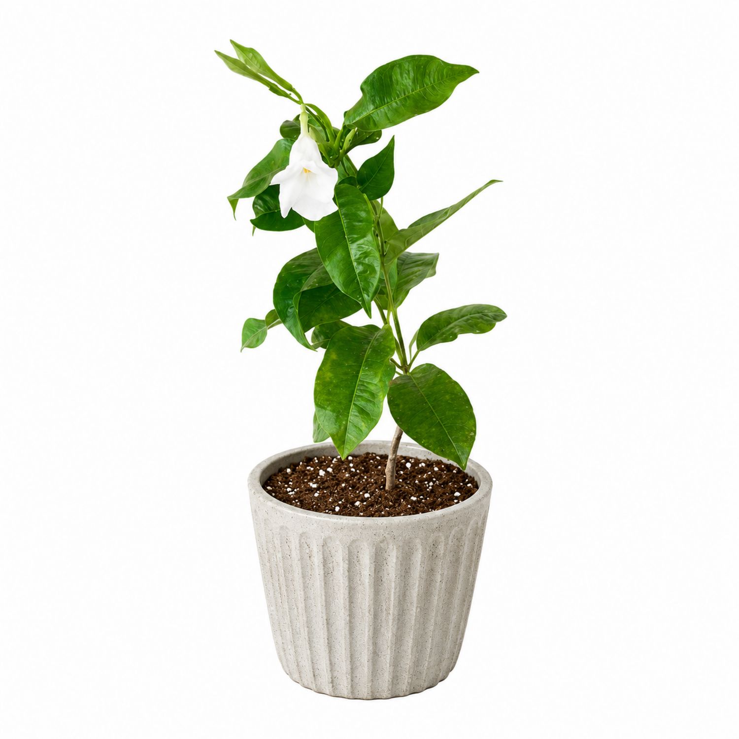 Plante d'intérieur avec fleurs blanches