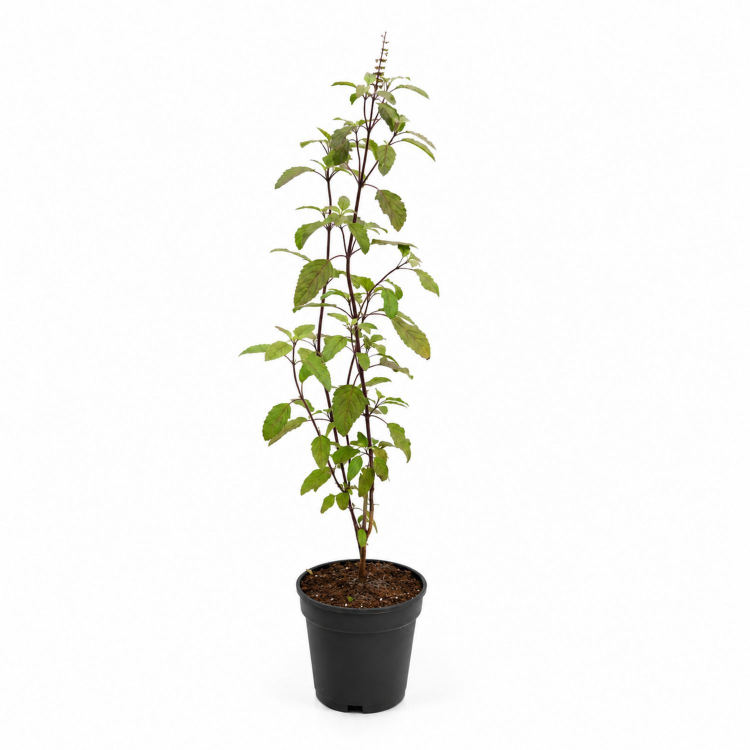 Basilic Sacré en Pot Noir