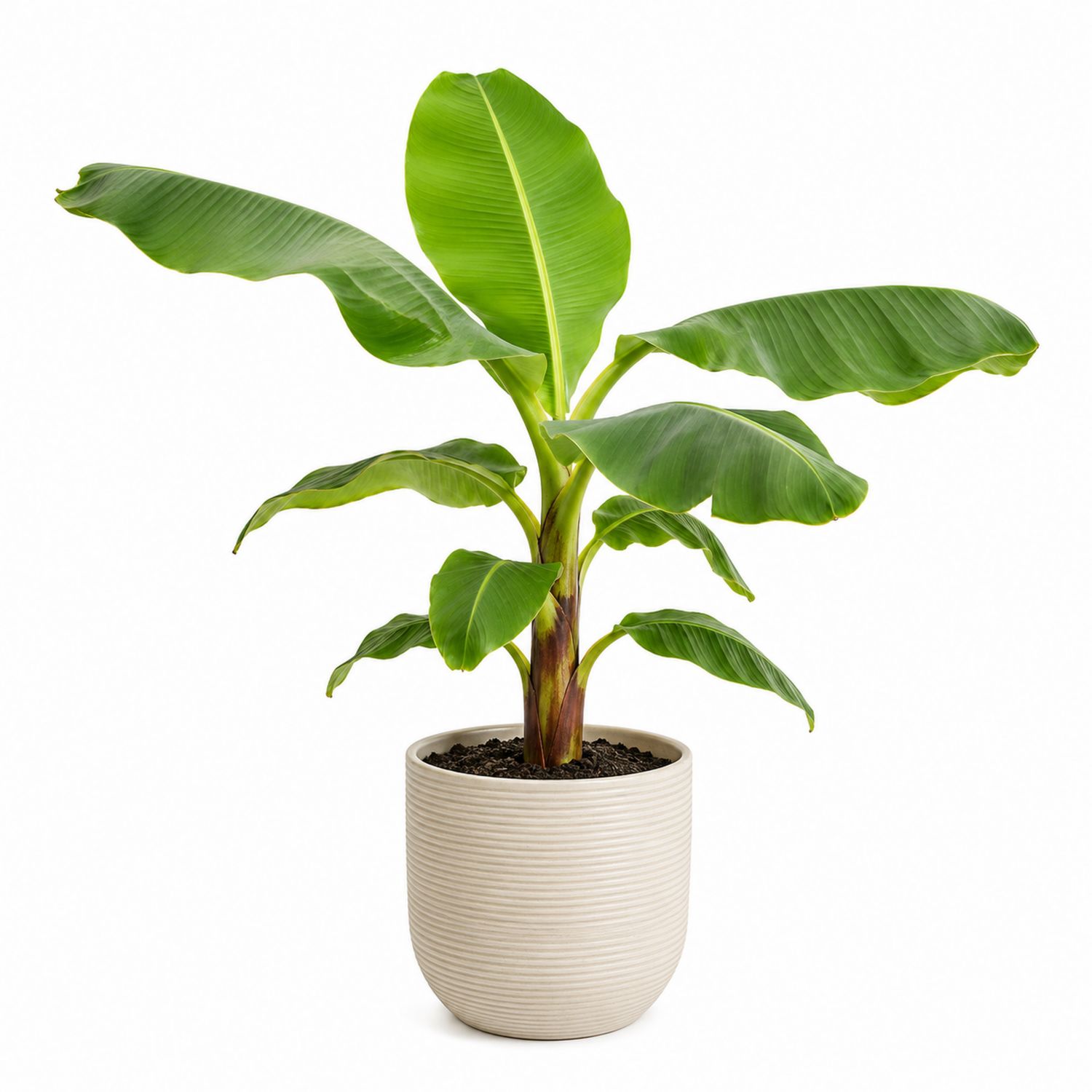 Bananiers d'Intérieur avec Pot en Céramique Beige