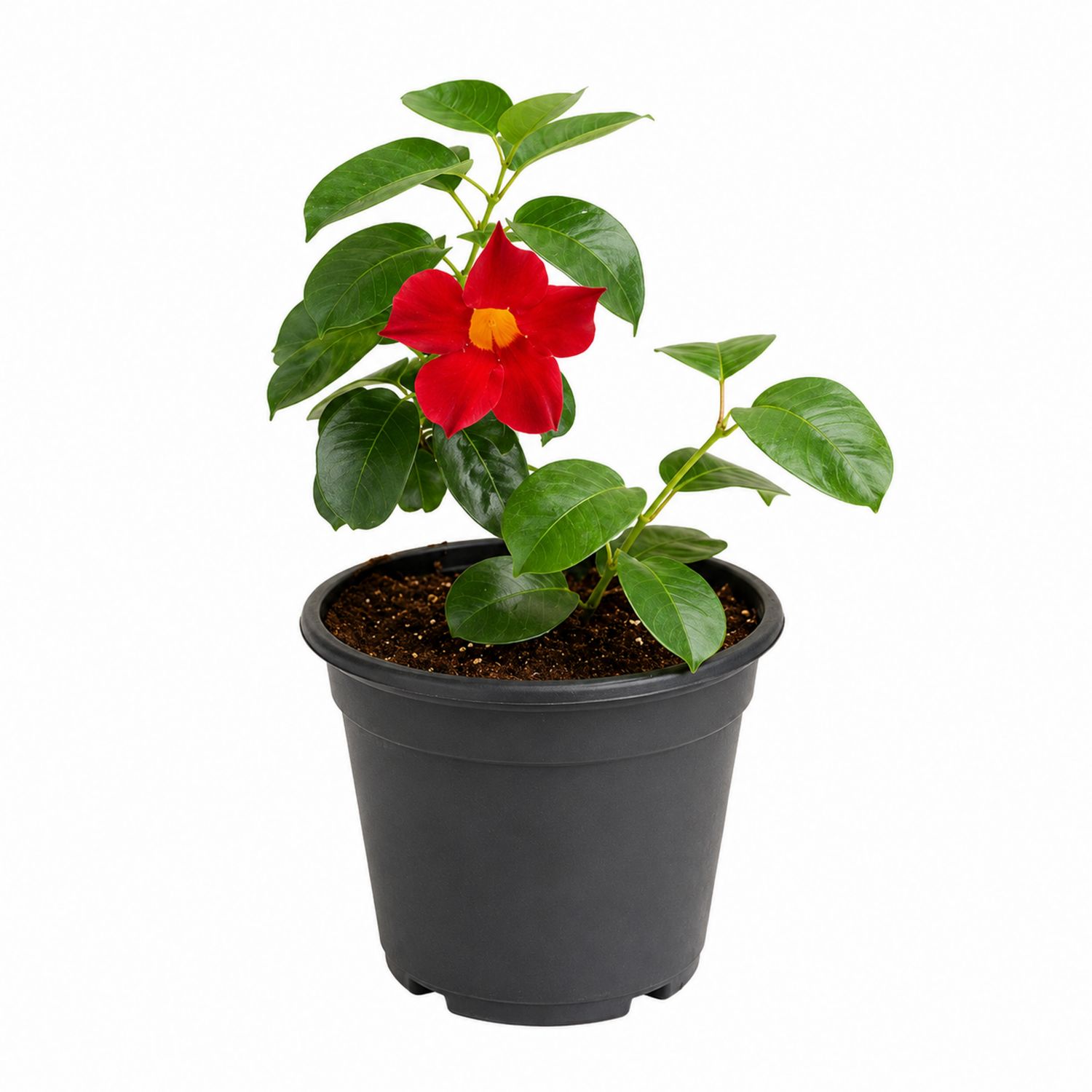 Dipladenia rouge en pot 20x45 cm