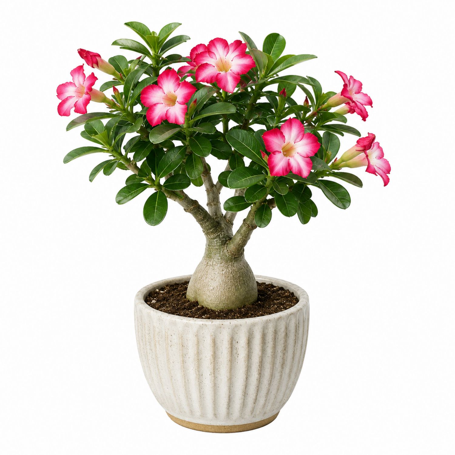 Adenium Rose du Désert avec Pot en Céramique, Fleurs Roses