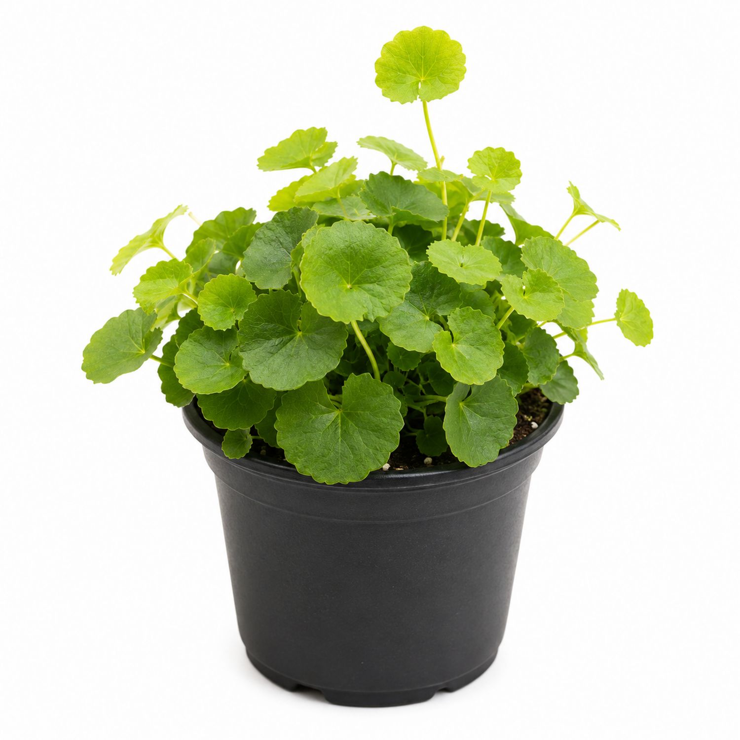 Centella Asiatica en Pot Noir - Plante d'Intérieur