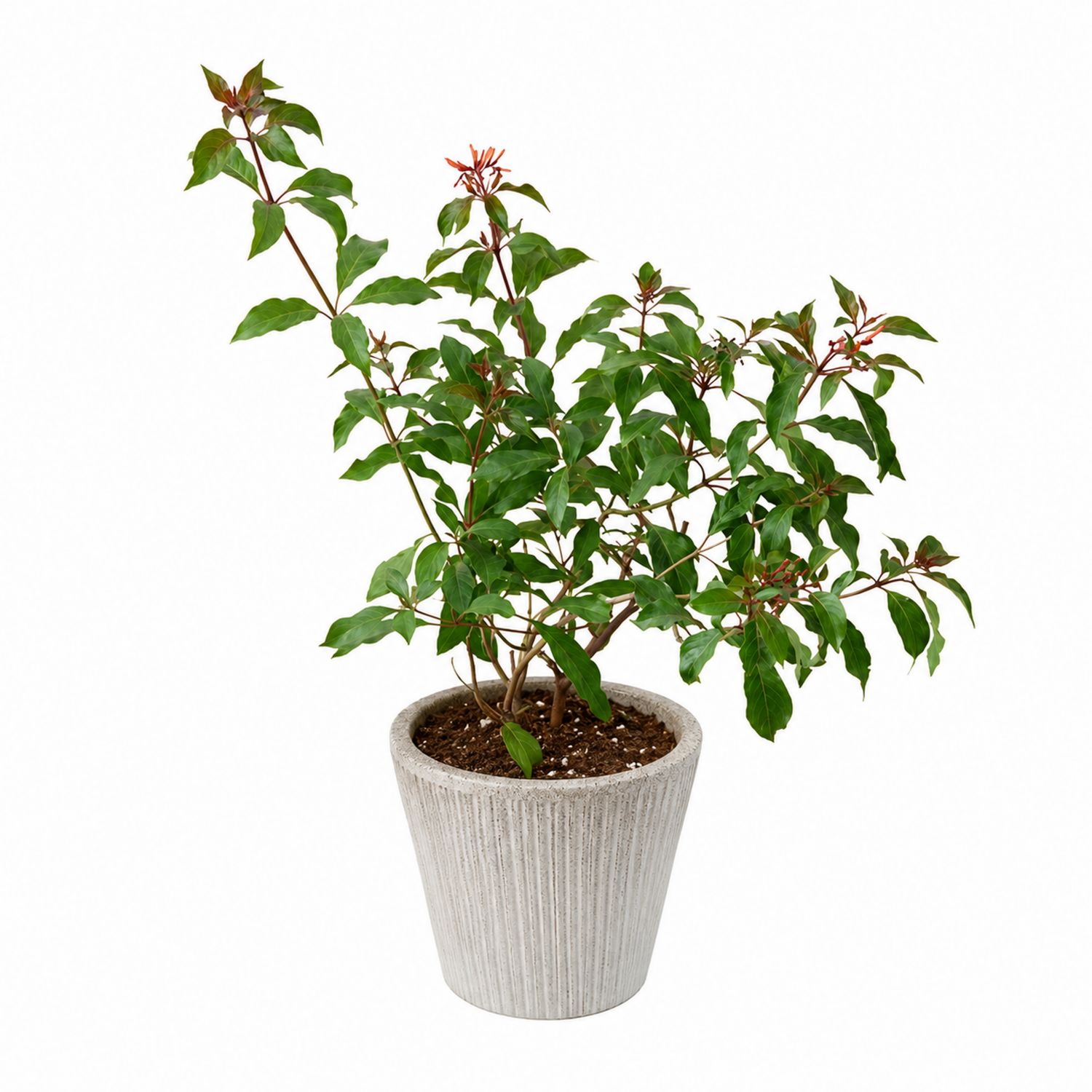 Plante verte en pot, intérieur et extérieur, Vert/Gris