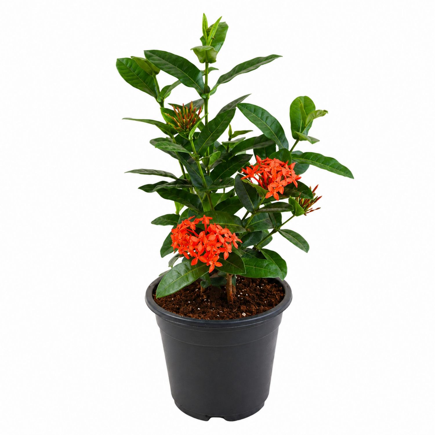Plante d'intérieur Ixora orange avec fleurs éclatantes