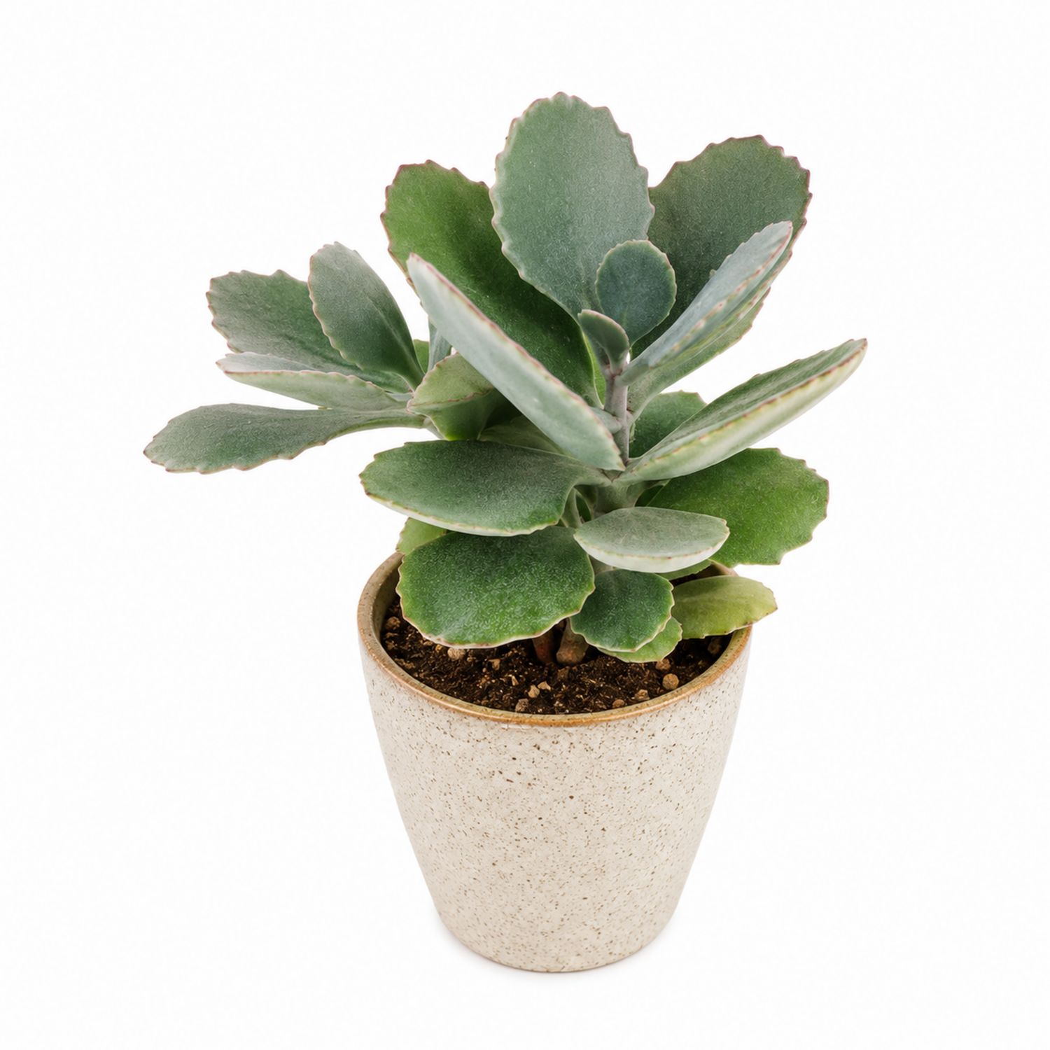 Kalanchoé Succulente en Pot de Céramique Beige
