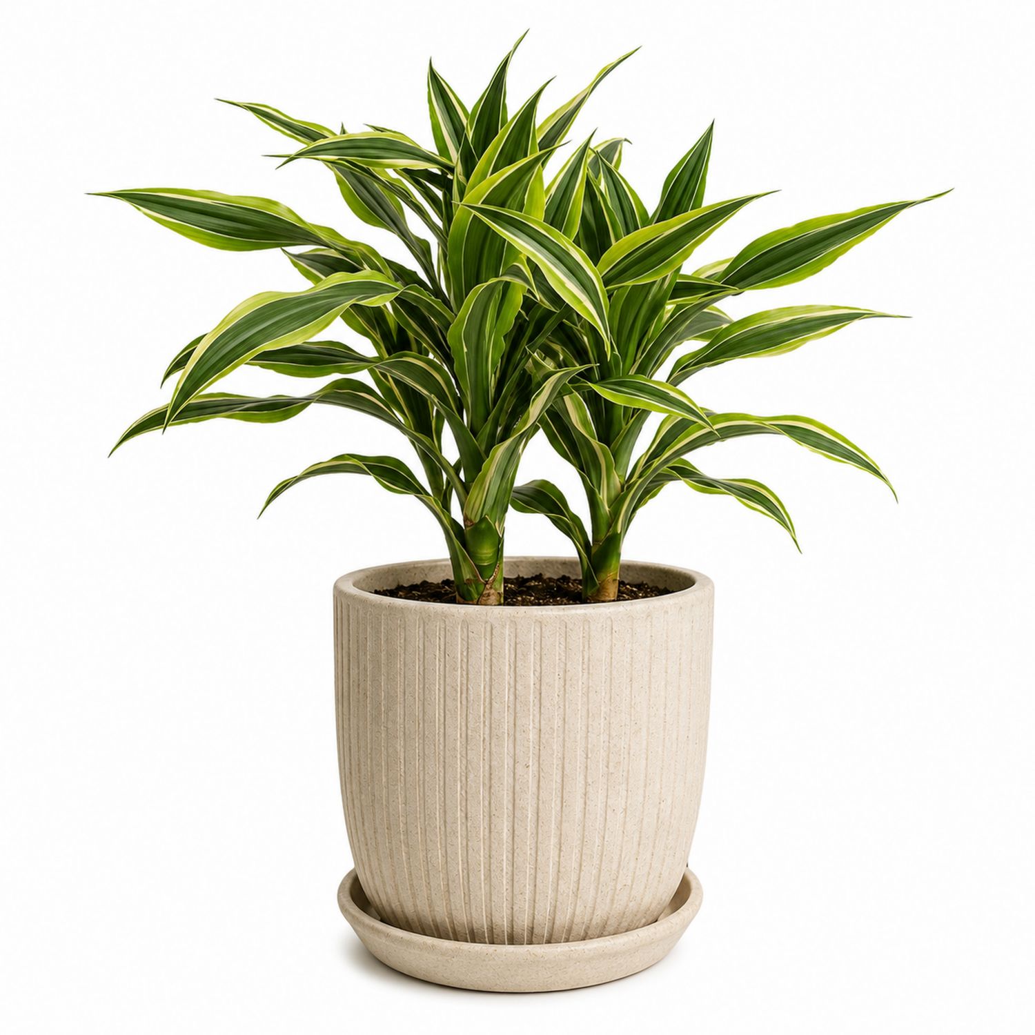 Plante d'intérieur Dracaena en pot beige avec stries
