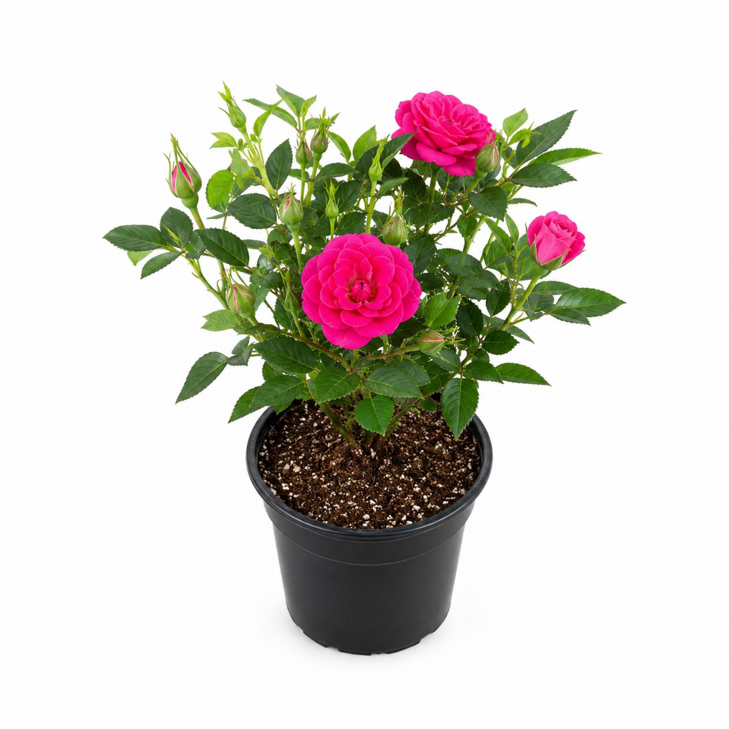 Rosier en pot rose fuchsia