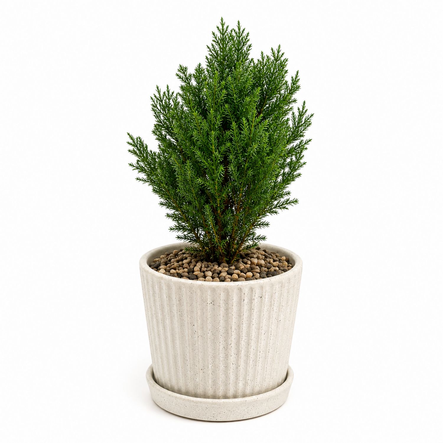 Plante d'intérieur conifère avec pot en céramique beige 30x50 cm