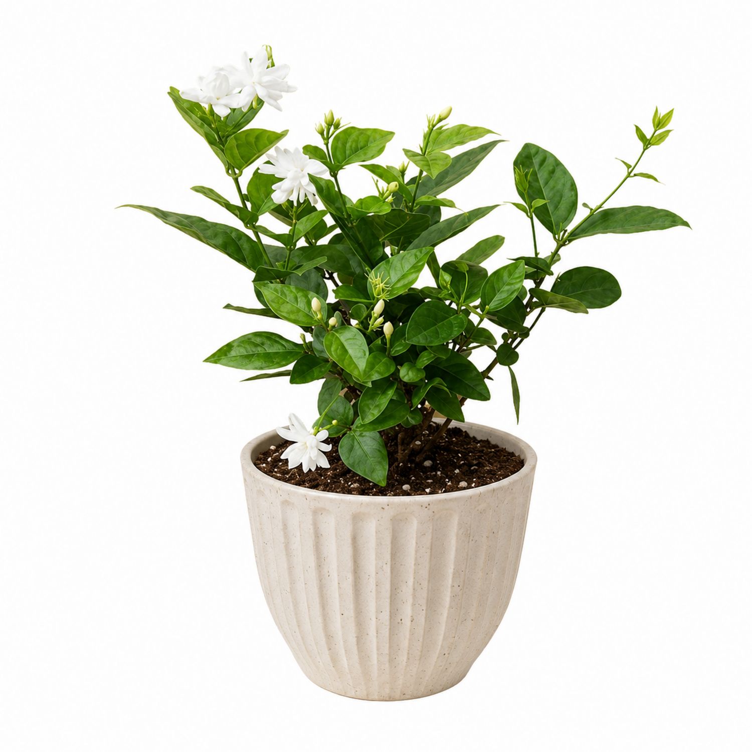 Jasmin d'intérieur avec pot en céramique beige