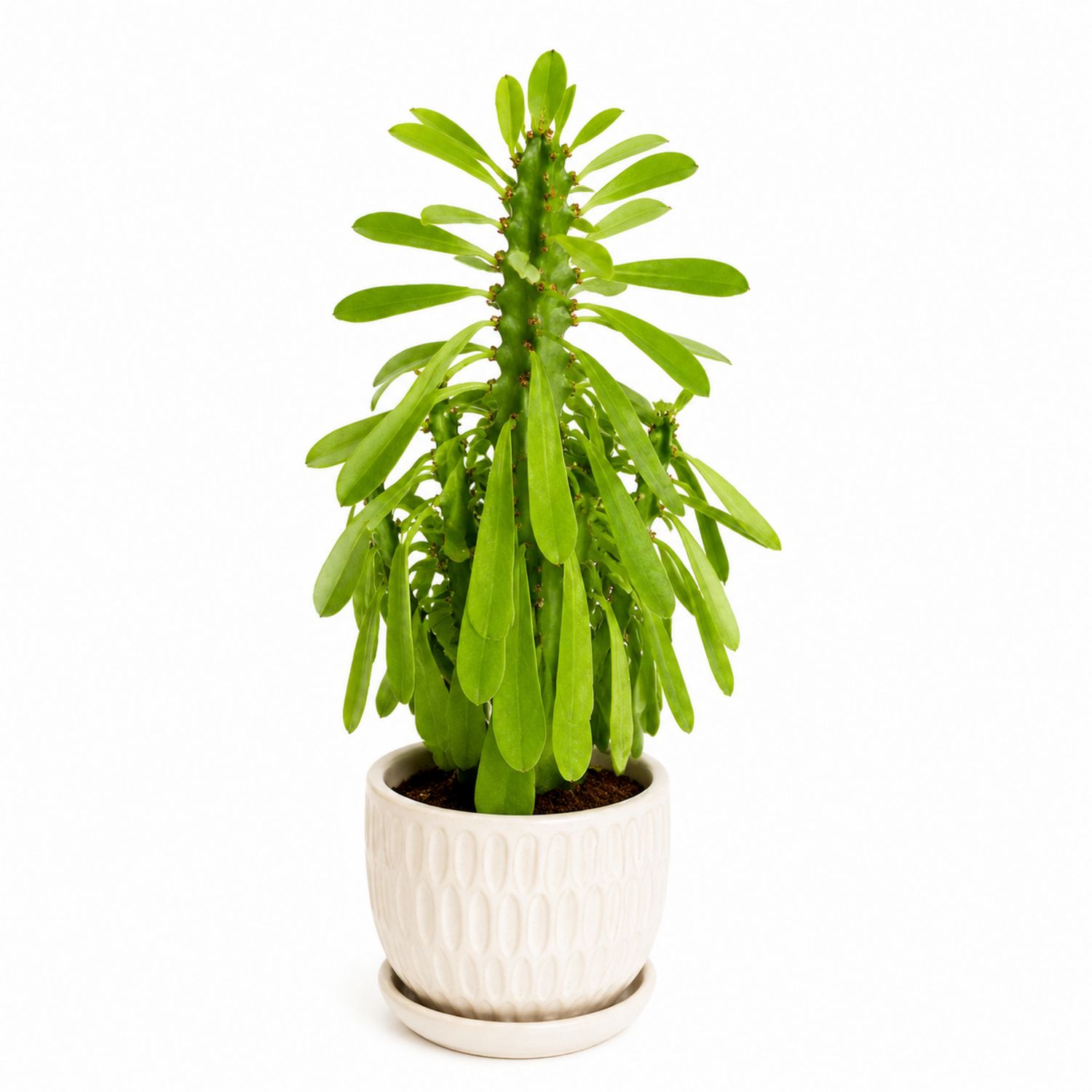 Euphorbia en Pot de Céramique Intérieur