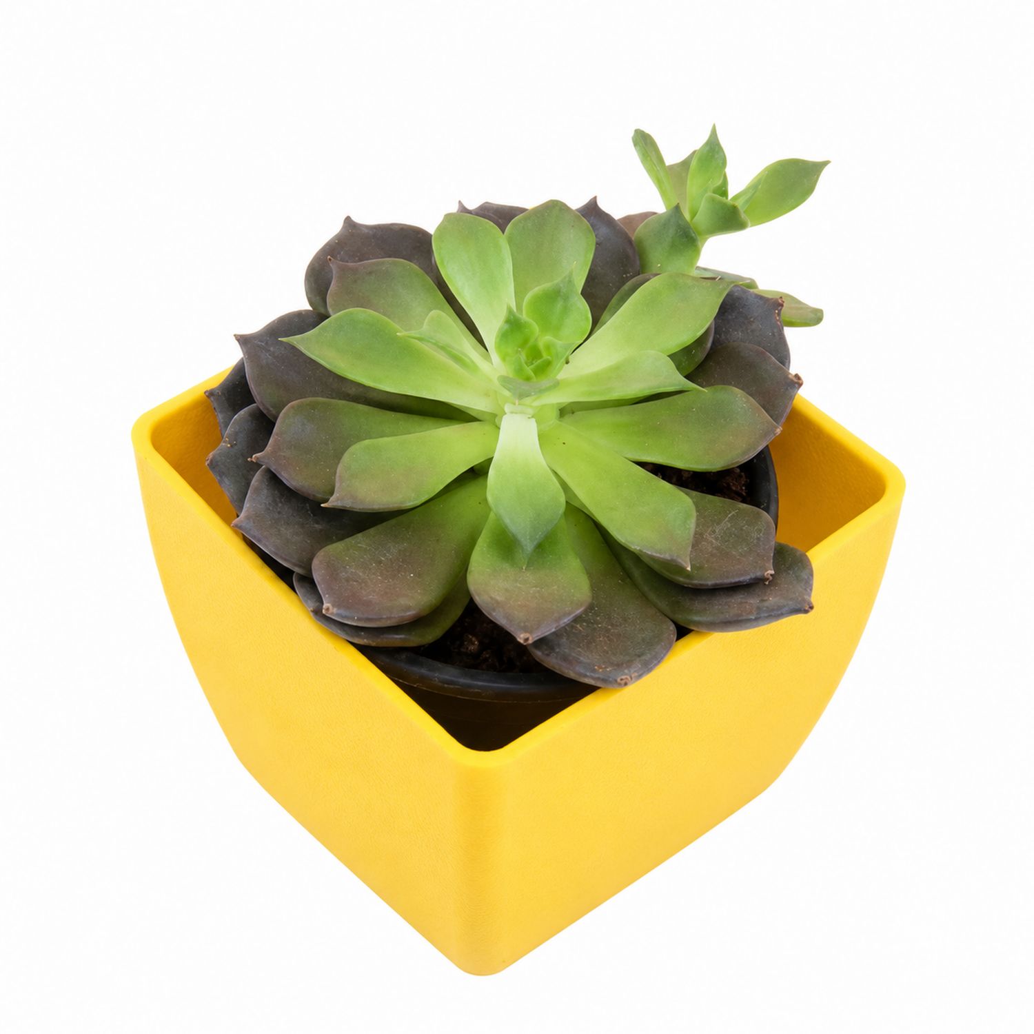 Plante Succulente dans un Pot Carré Jaune