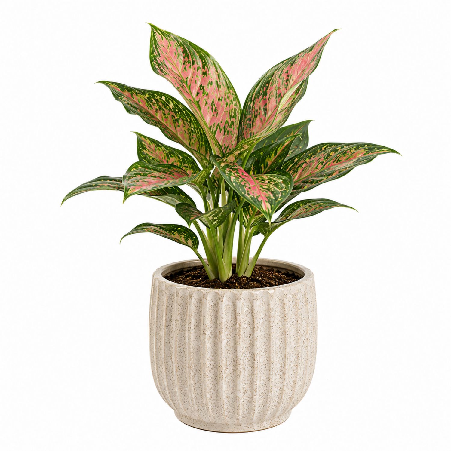 Aglaonema en pot céramique texturé vert et rose