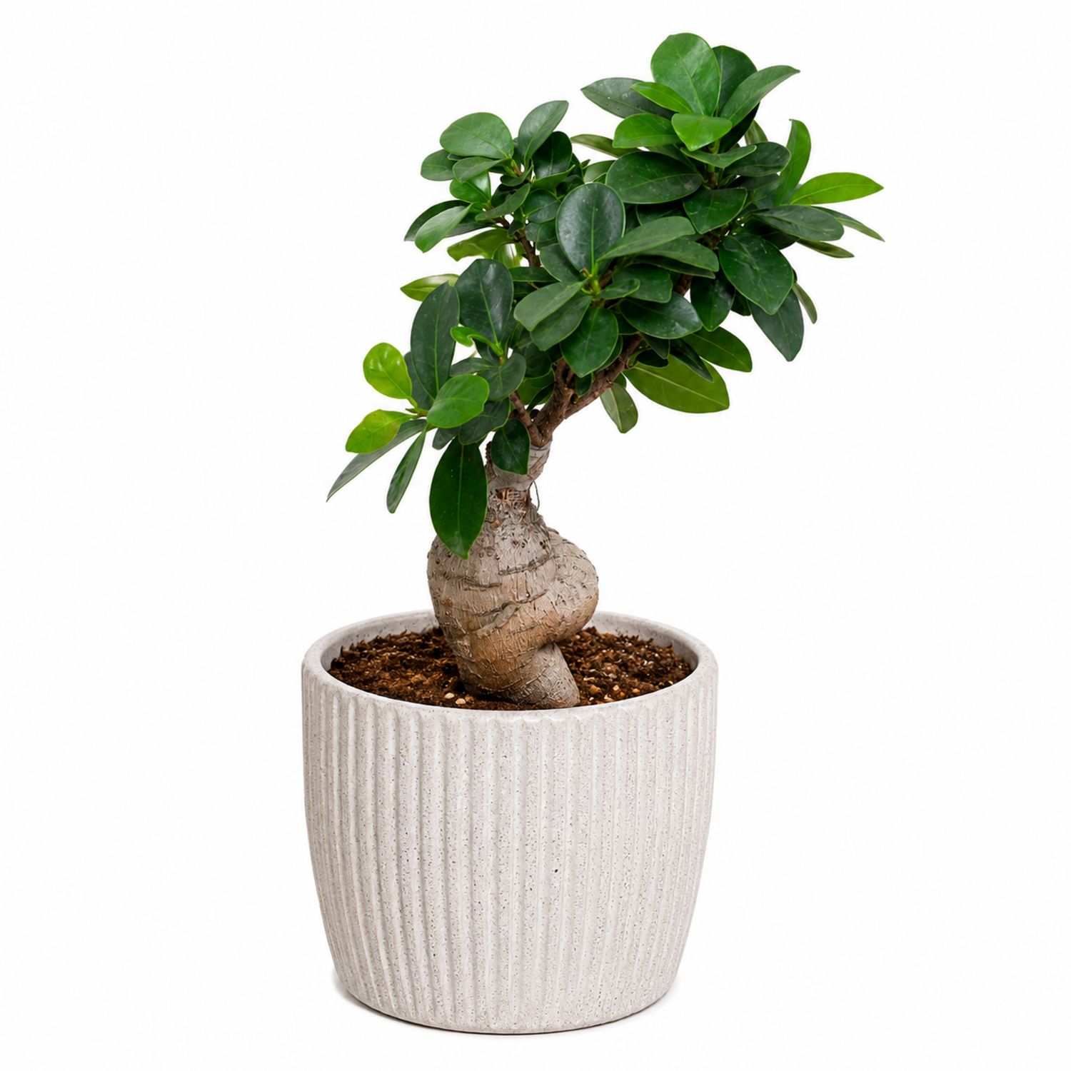 Ficus Ginseng dans Pot en Céramique 30 cm Vert