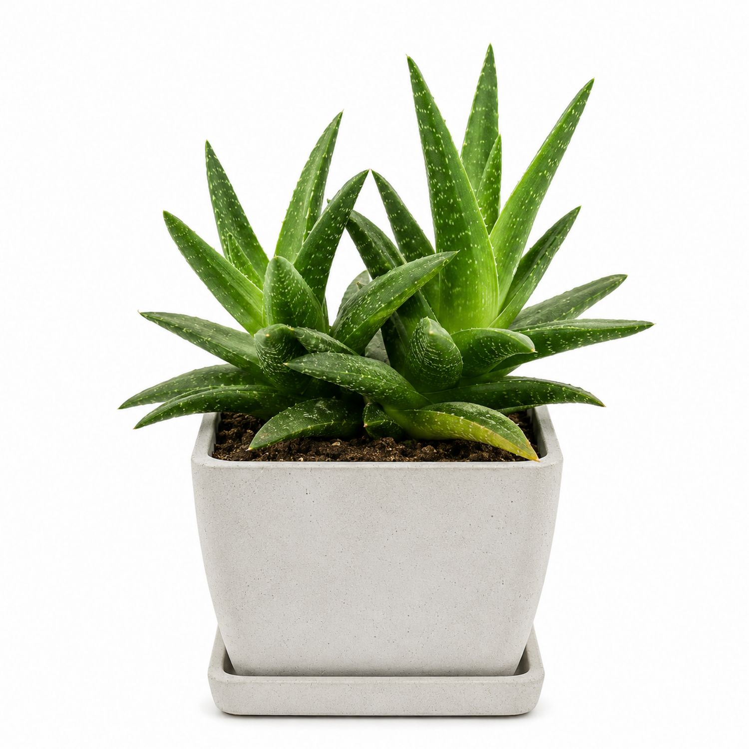 Aloe Vera en Pot Carré en Béton 14 cm