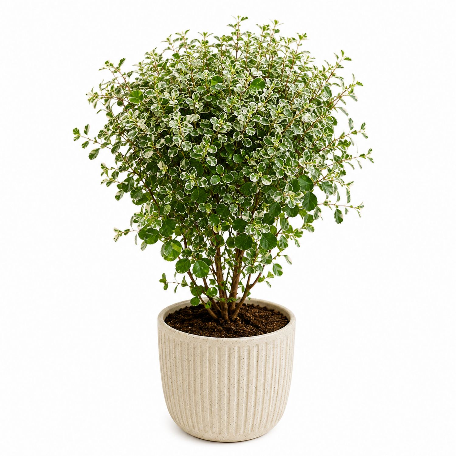 Plante d'intérieur en pot avec feuillage vert et crème - 18x35 cm