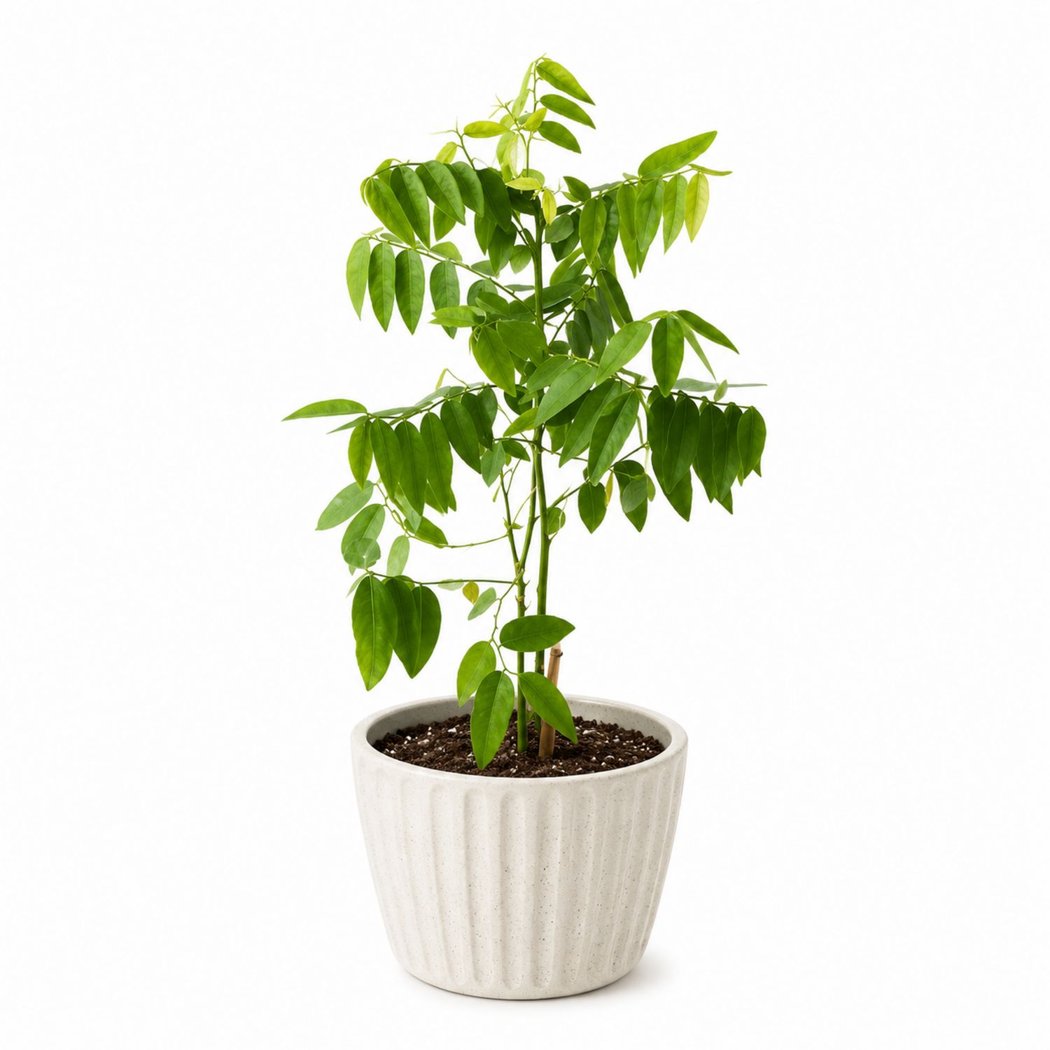 Plante d'intérieur verte en pot blanc 60 cm