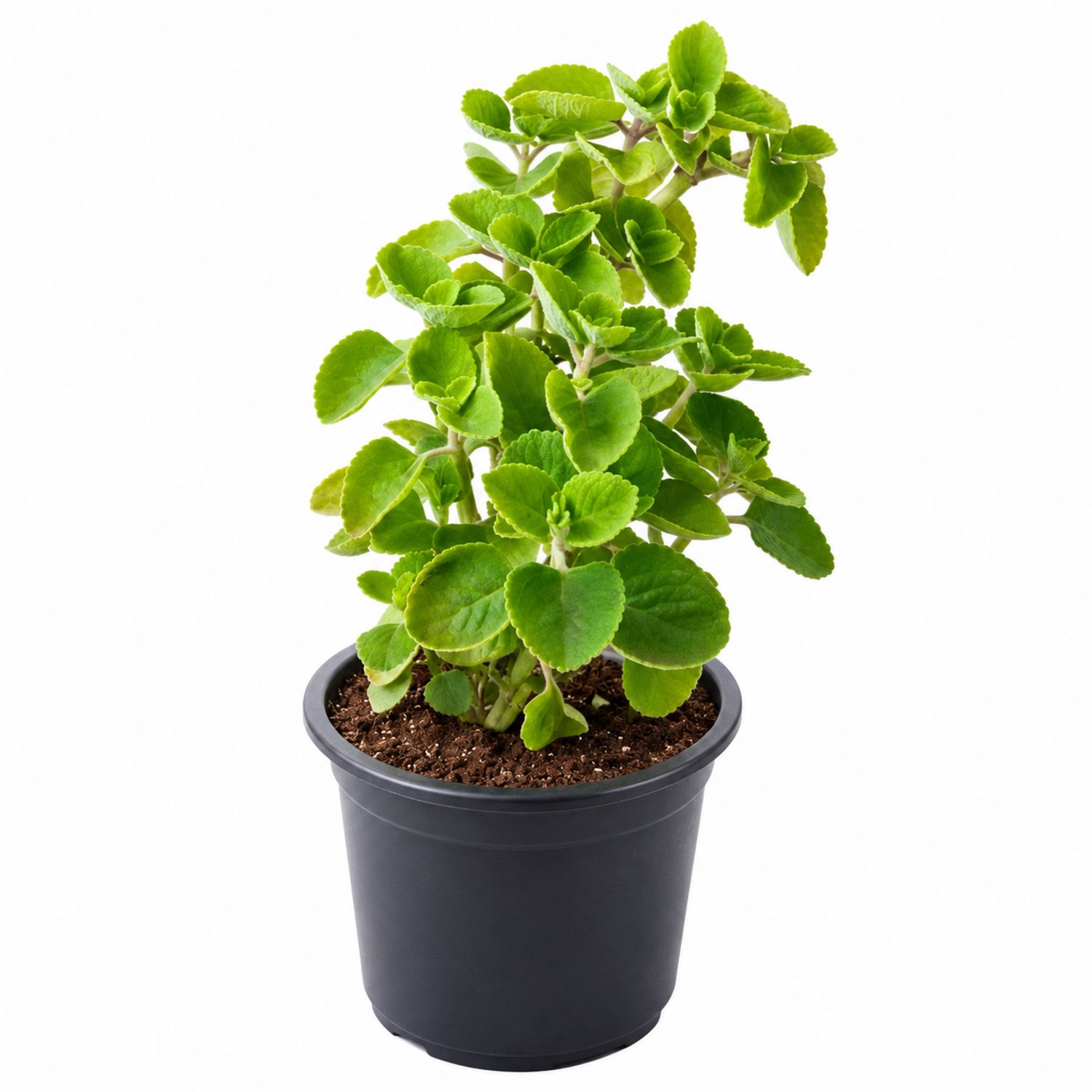 Plante Verte Intérieure avec Feuillage Épais en Pot Noir