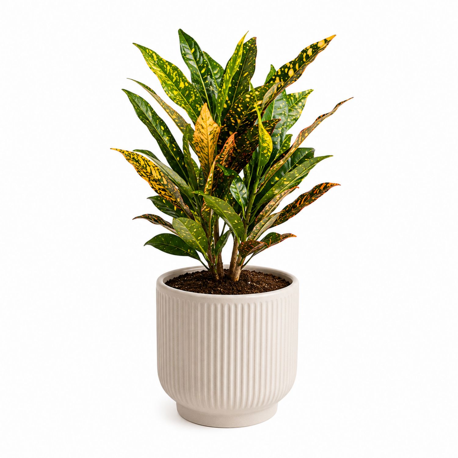 Plante d'intérieur Croton avec pot en céramique rainuré