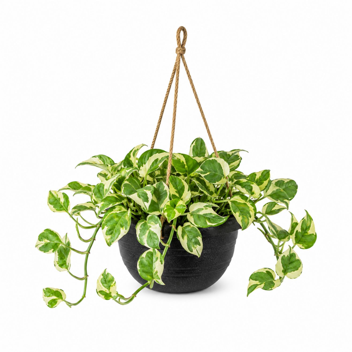Plante suspendue Pothos vert et crème