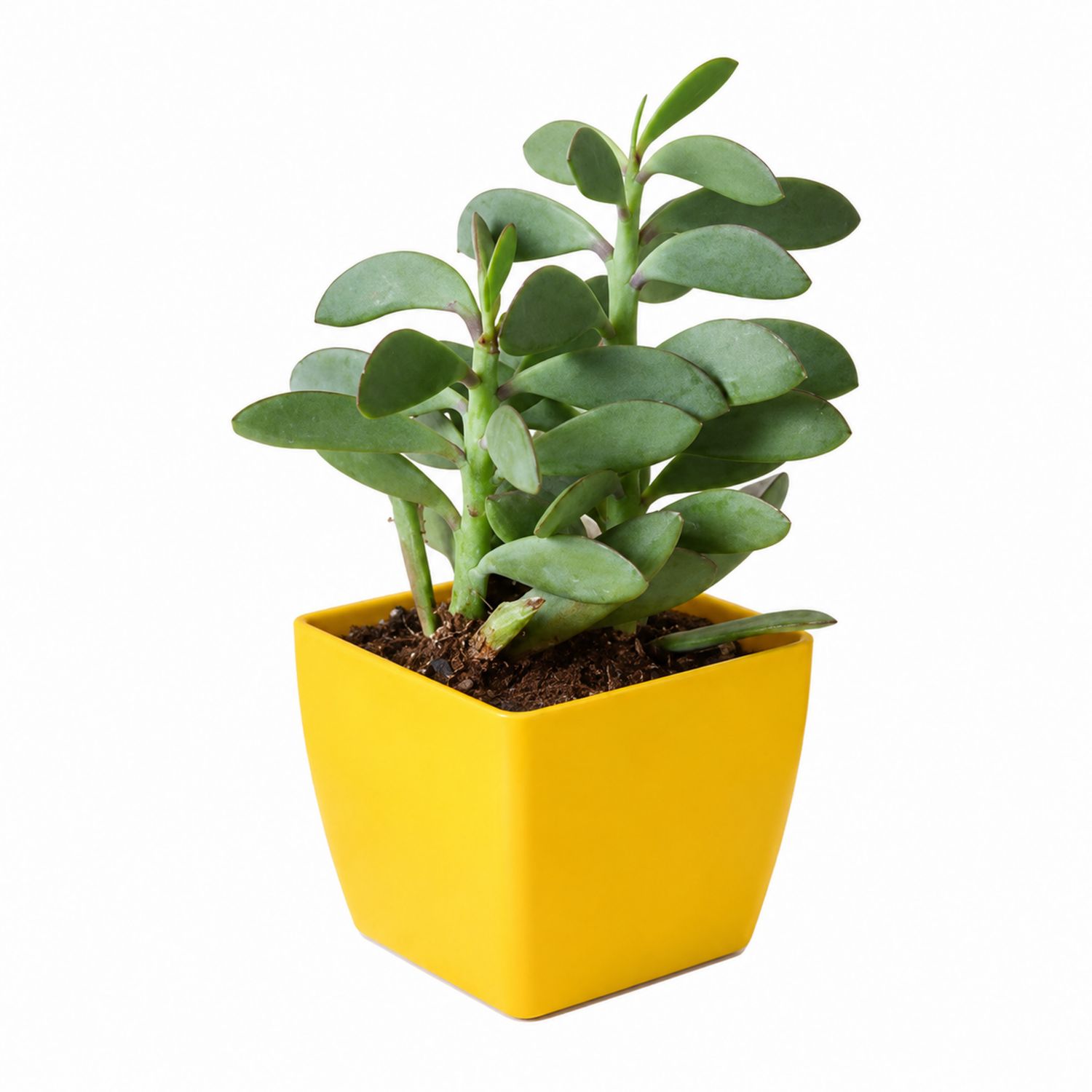 Plante Grasse Crassula en Pot Carré Jaune
