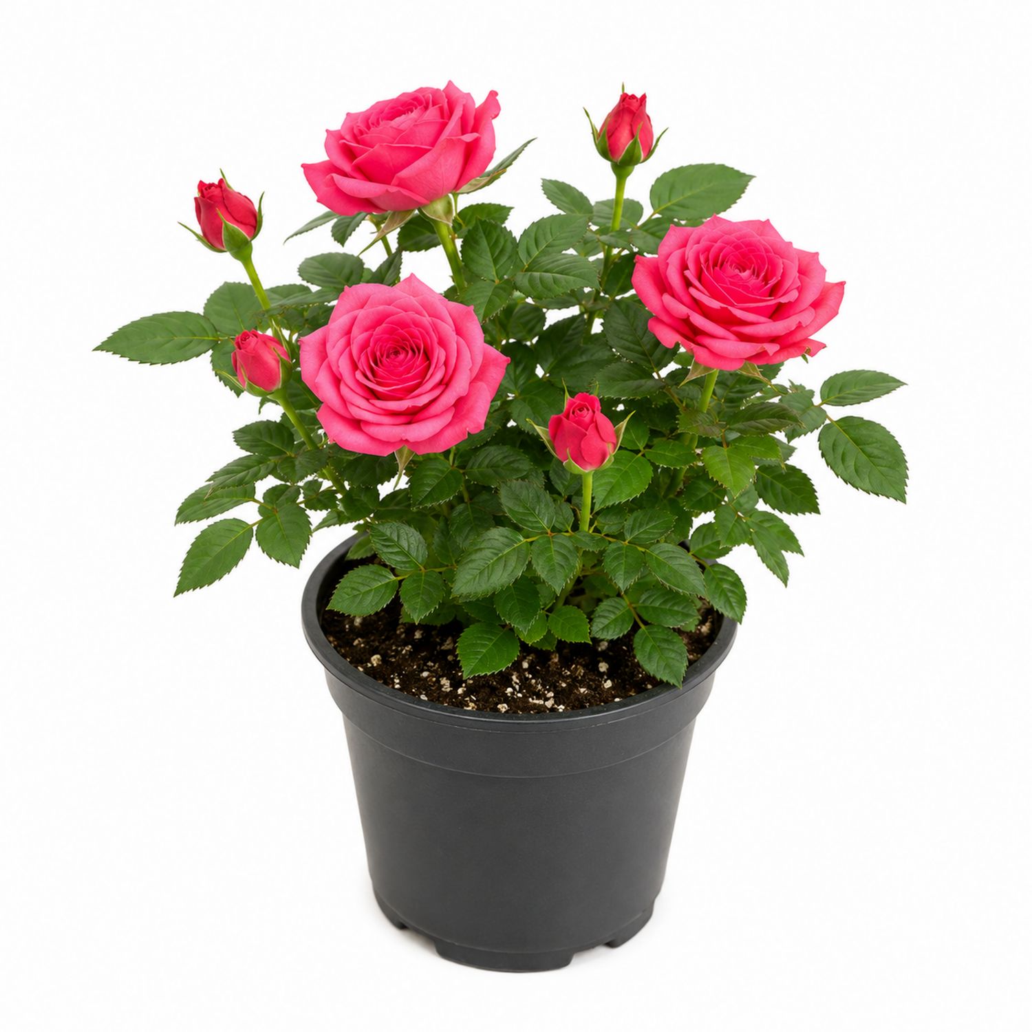 Rosier en pot avec fleurs roses éclatantes