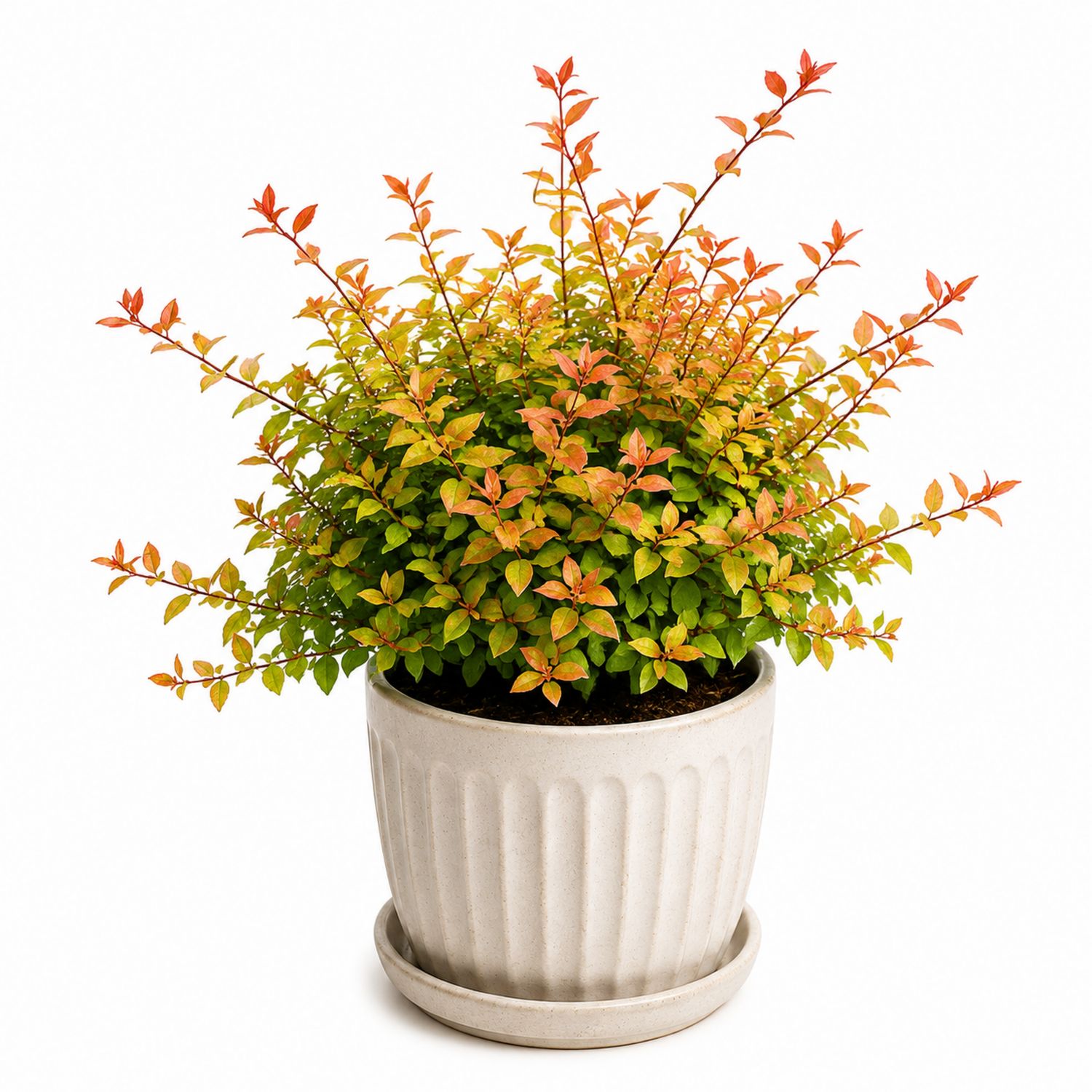 Plante en pot avec feuillage vert et orange
