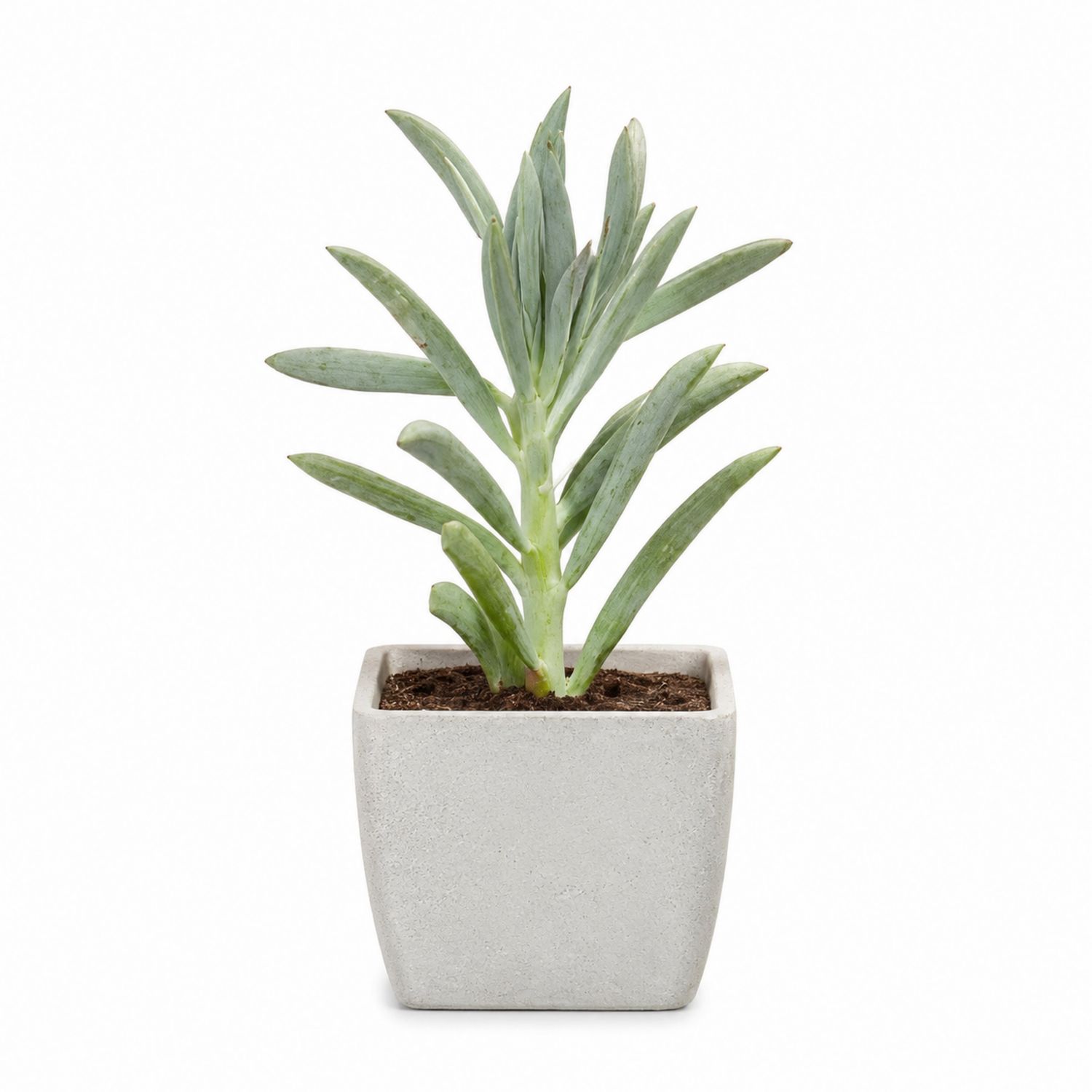 Plante Succulente en Pot Carré en Béton - Vert/Gris