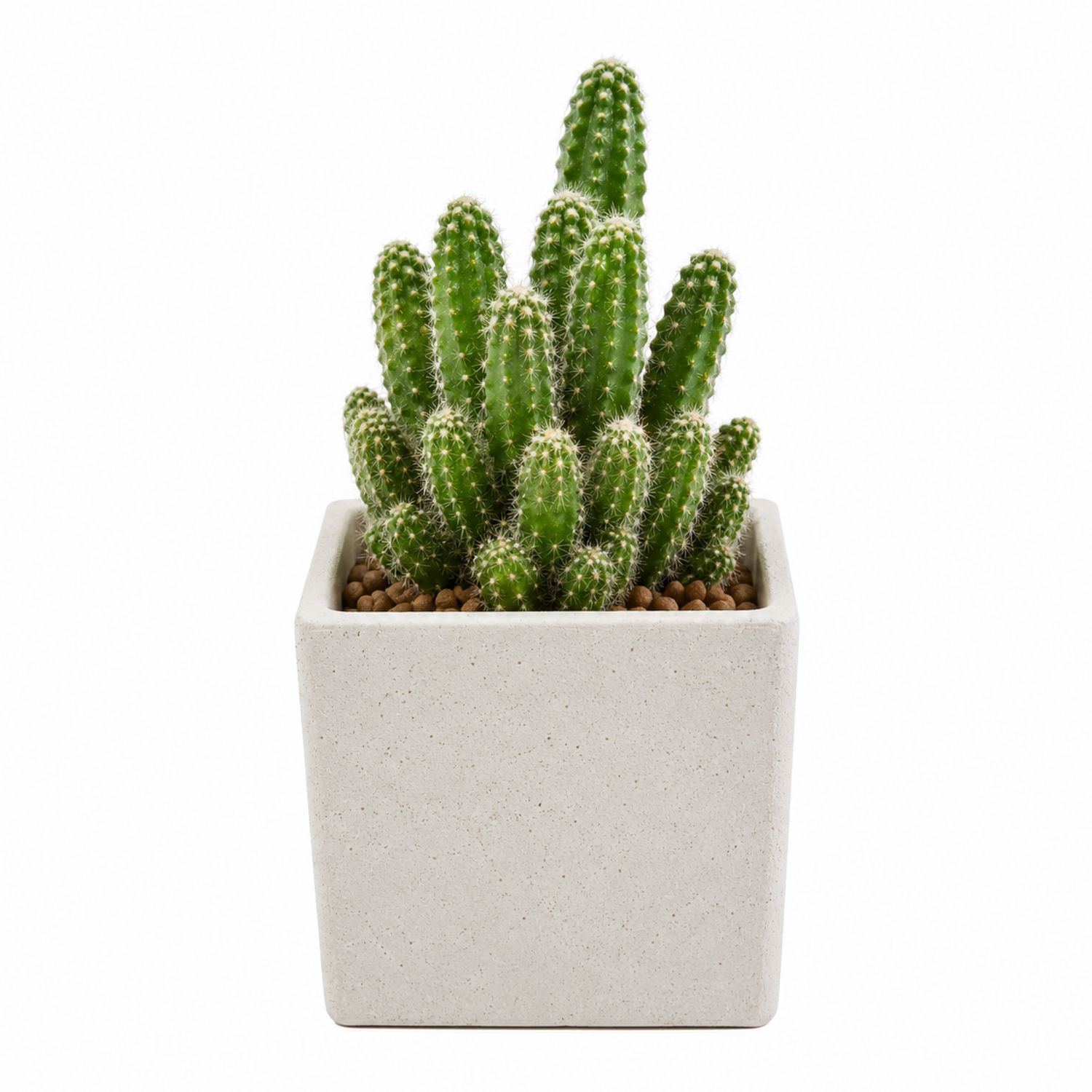 Cactus vert en pot carré 15x25 cm
