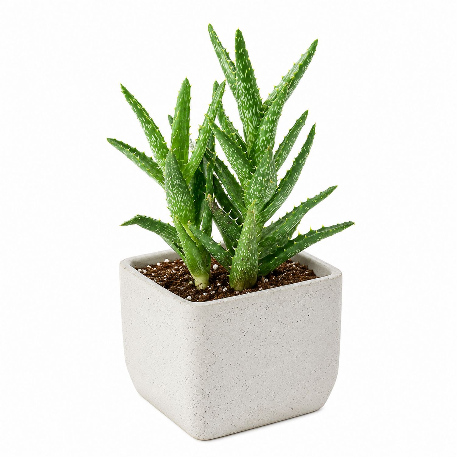 Aloe Vera en Pot Carré en Béton Gris