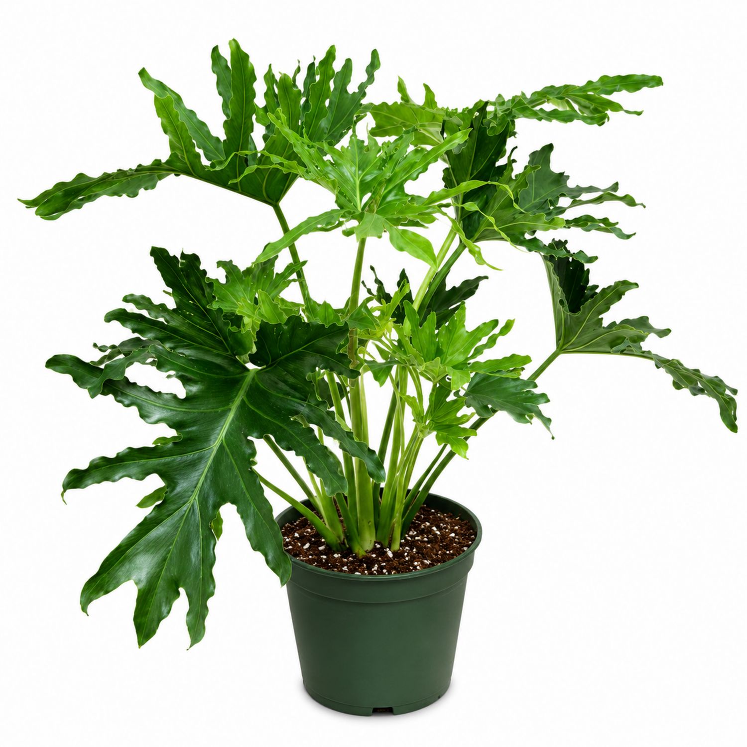 Philodendron en Pot 30 cm - Feuilles Larges Vertes