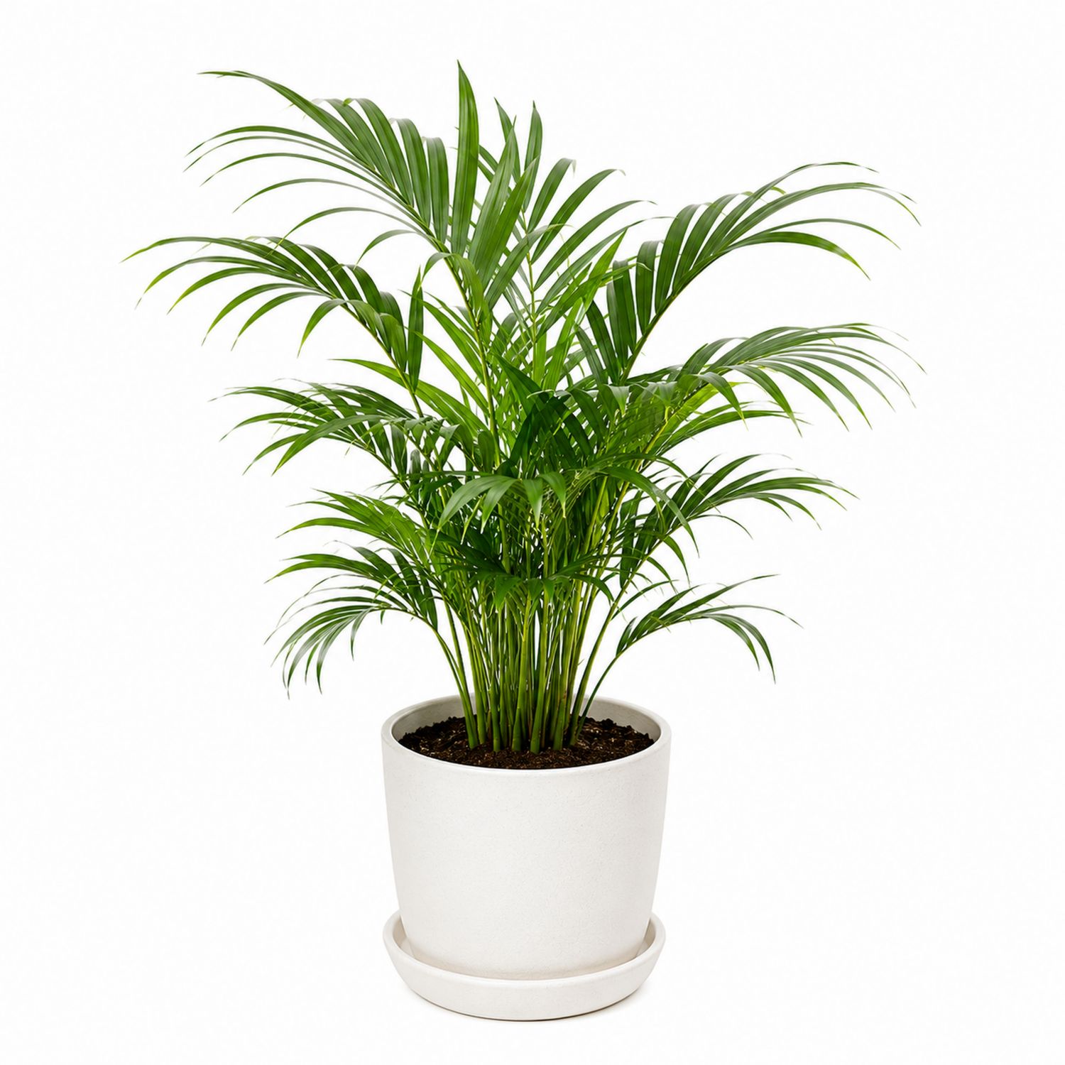Palmier d'Areca en Pot Blanc