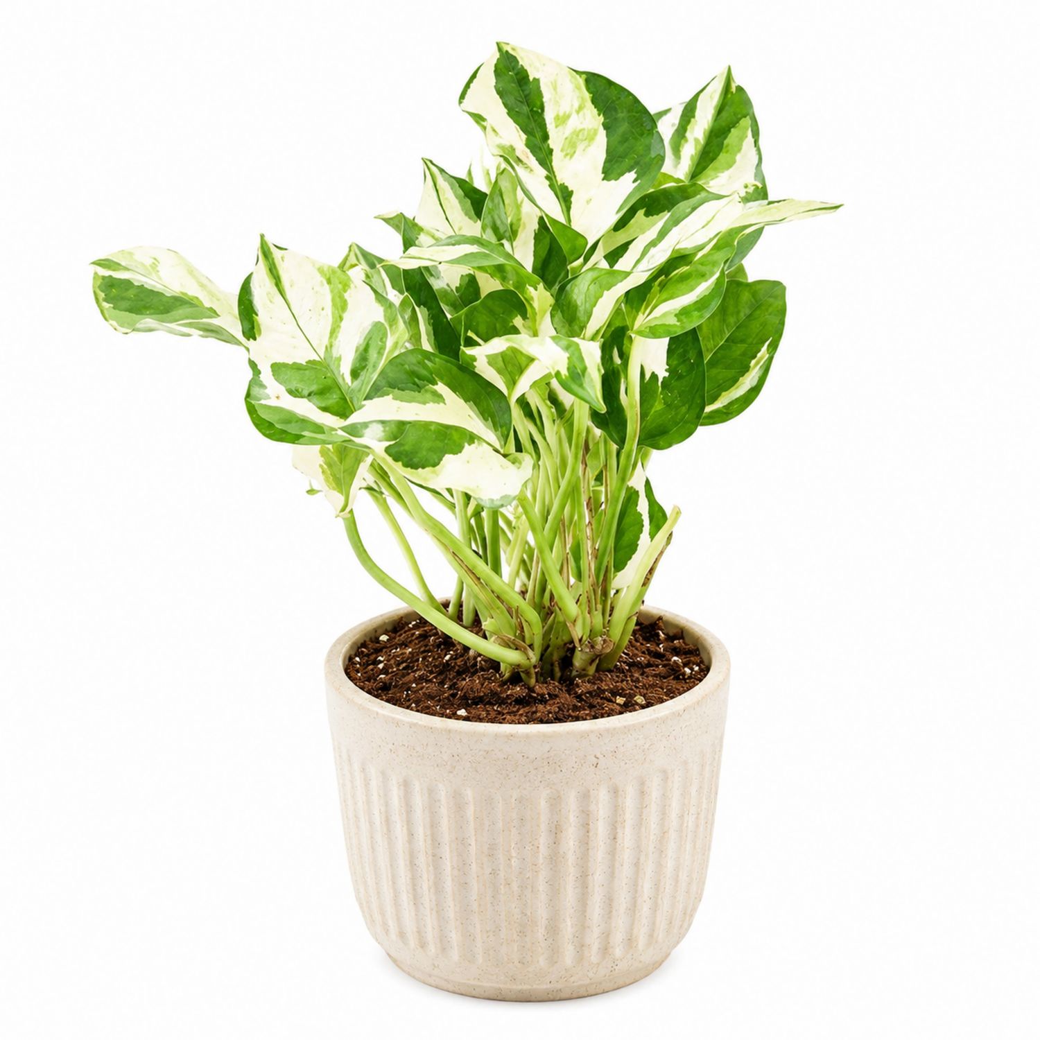 Pothos panaché en pot beige pour intérieur