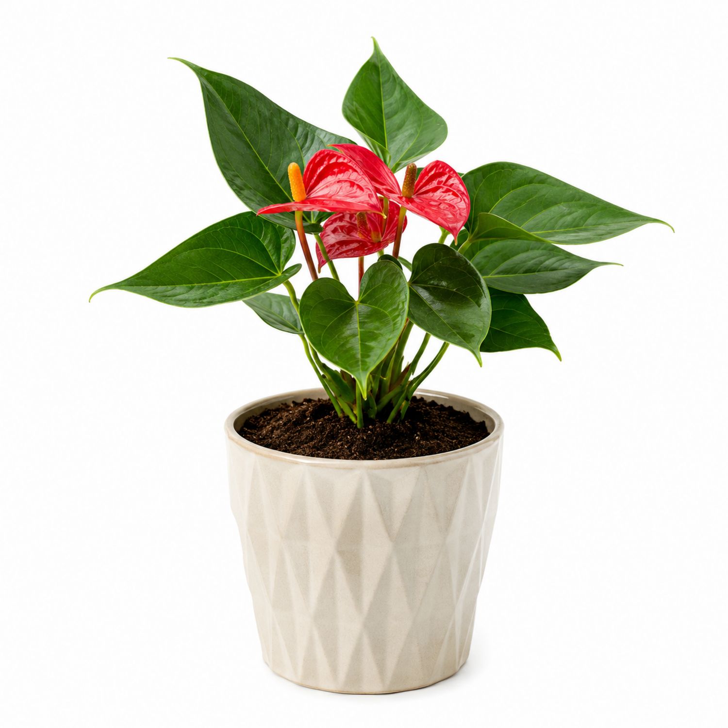 Anthurium Rouge en Pot Design Géométrique