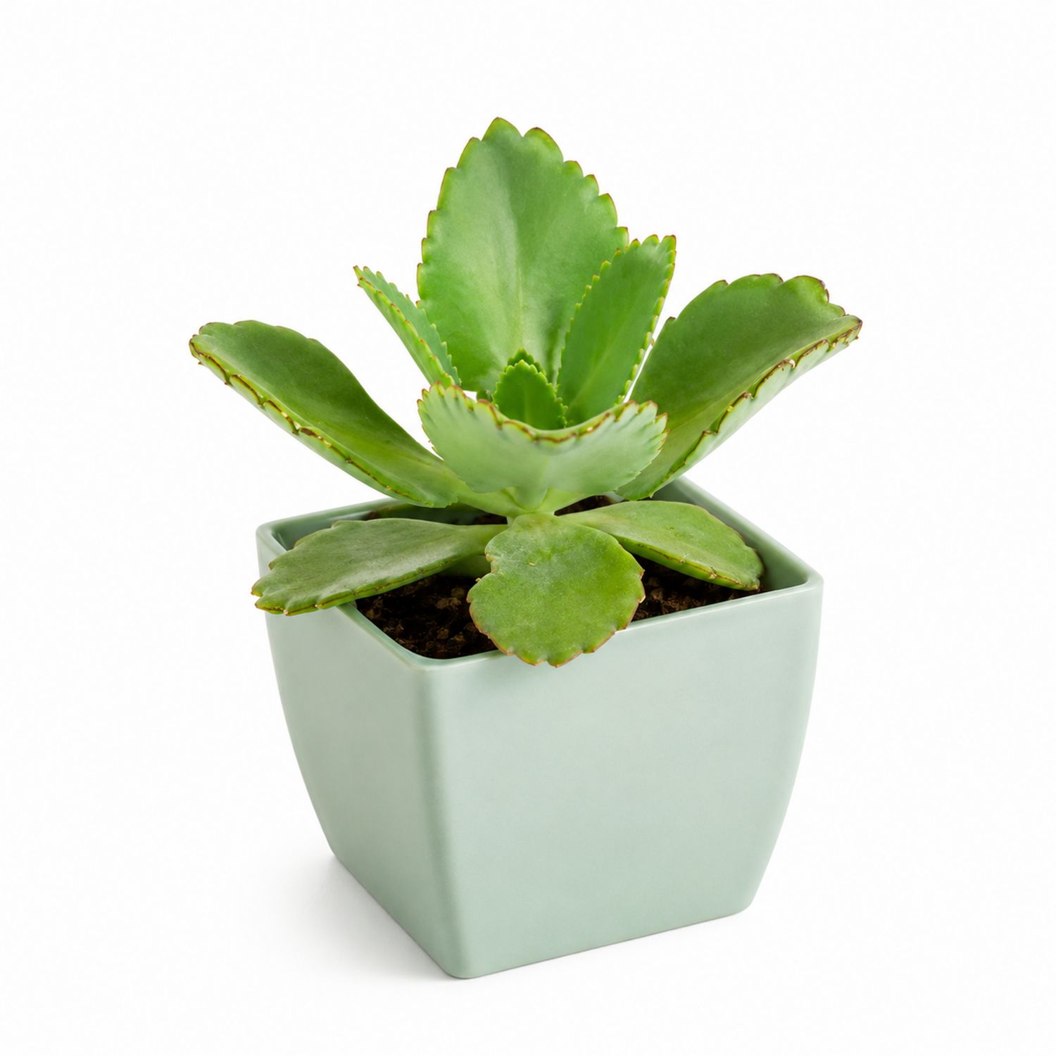 Plante succulente verte en pot carré
