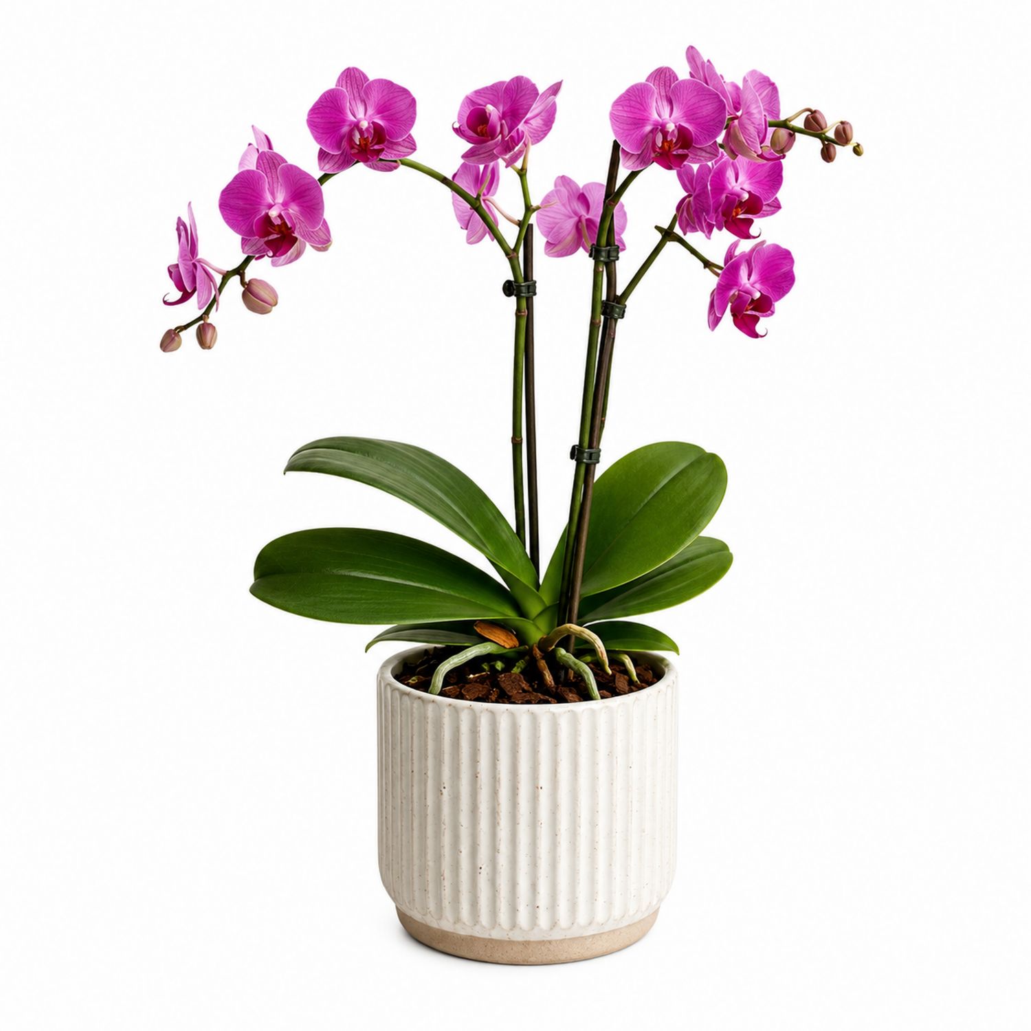 Orchidée Phalaenopsis avec Cache-Pot en Céramique Rose
