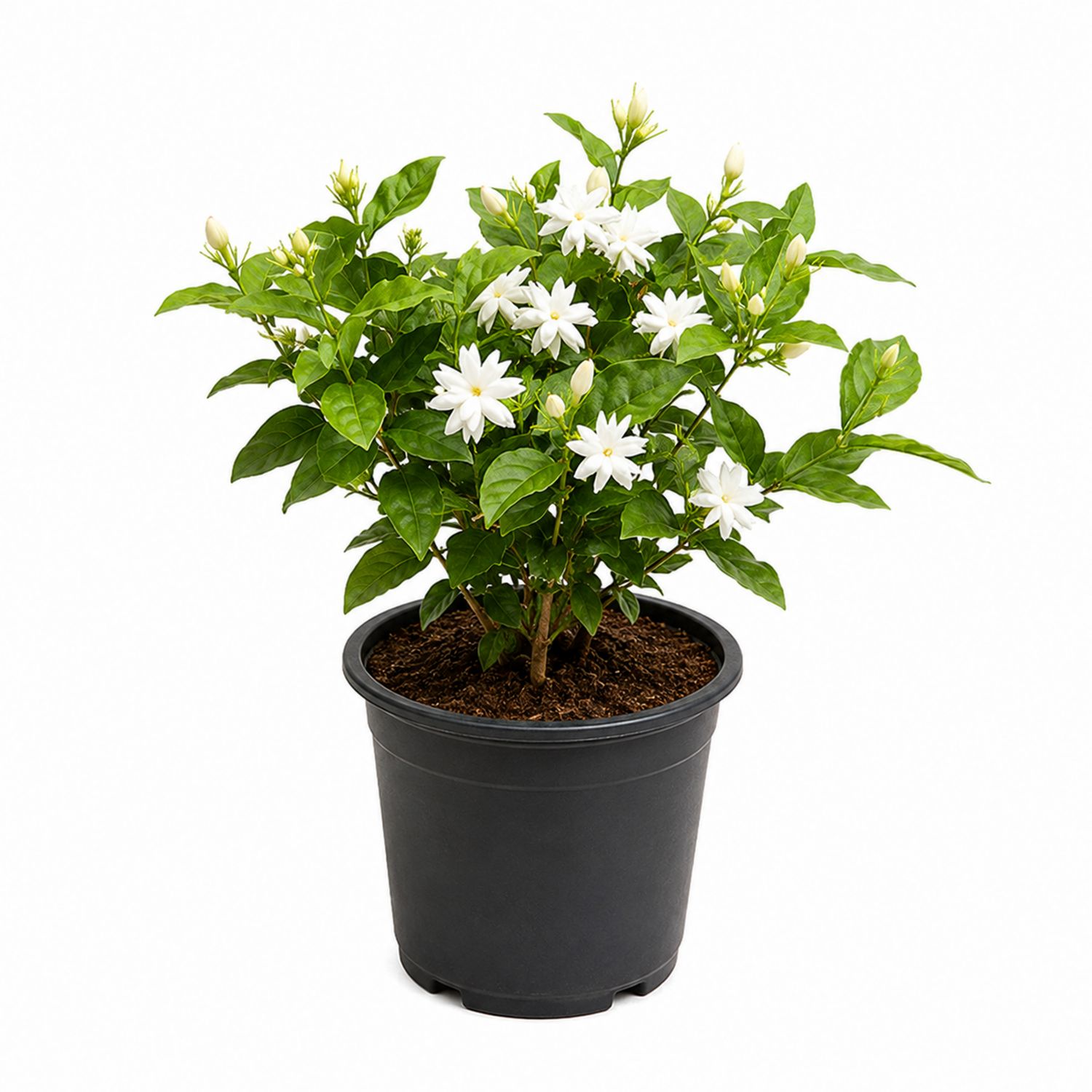 Jasmin Sambac en Pot Noir avec Fleurs Blanches