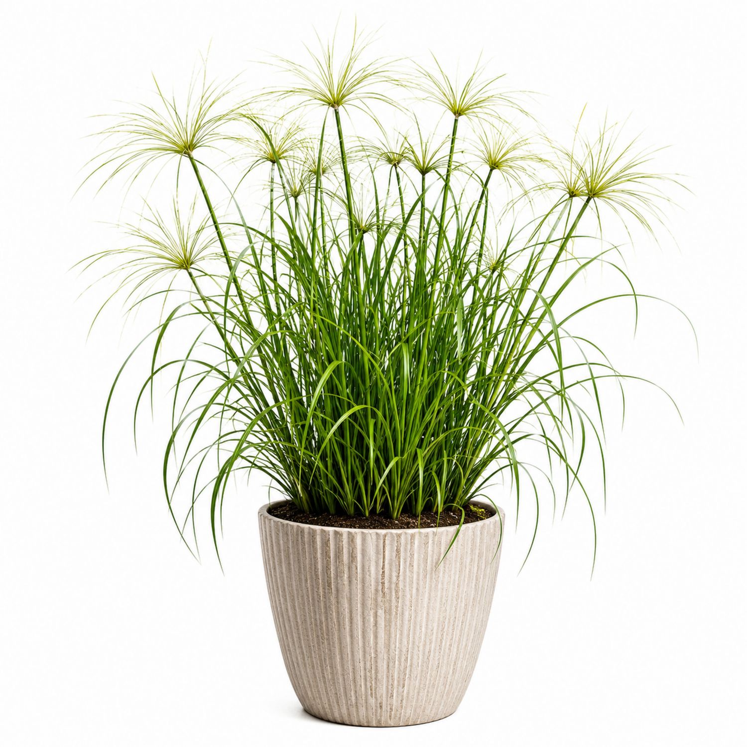Papyrus d'intérieur en pot beige, plante verte élégante