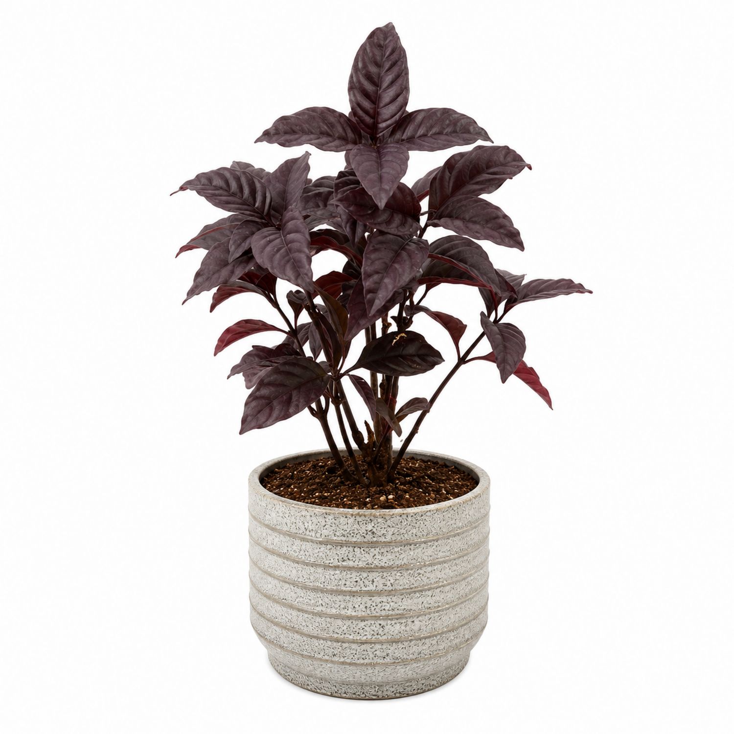 Plante d'intérieur à feuillage pourpre avec pot céramique gris