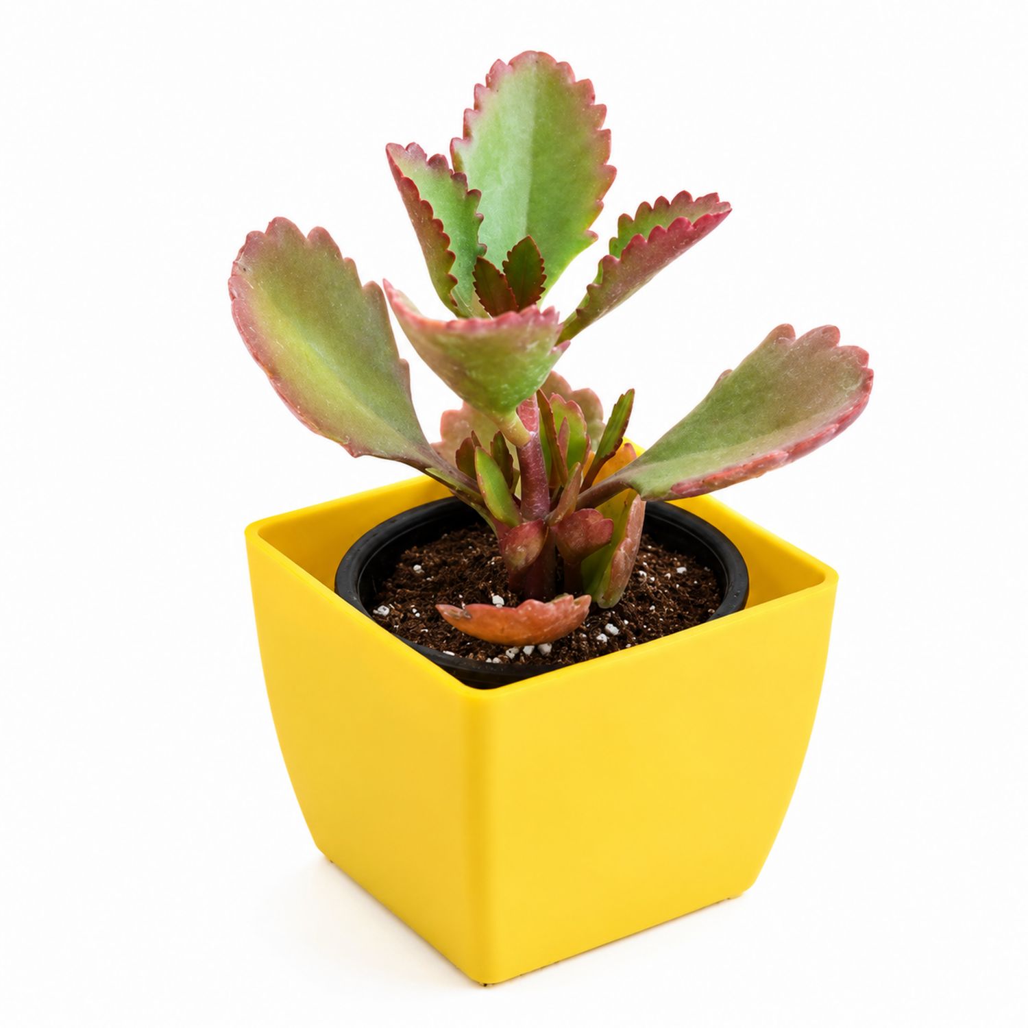 Plante Grasse Kalanchoe en Pot Carré Jaune