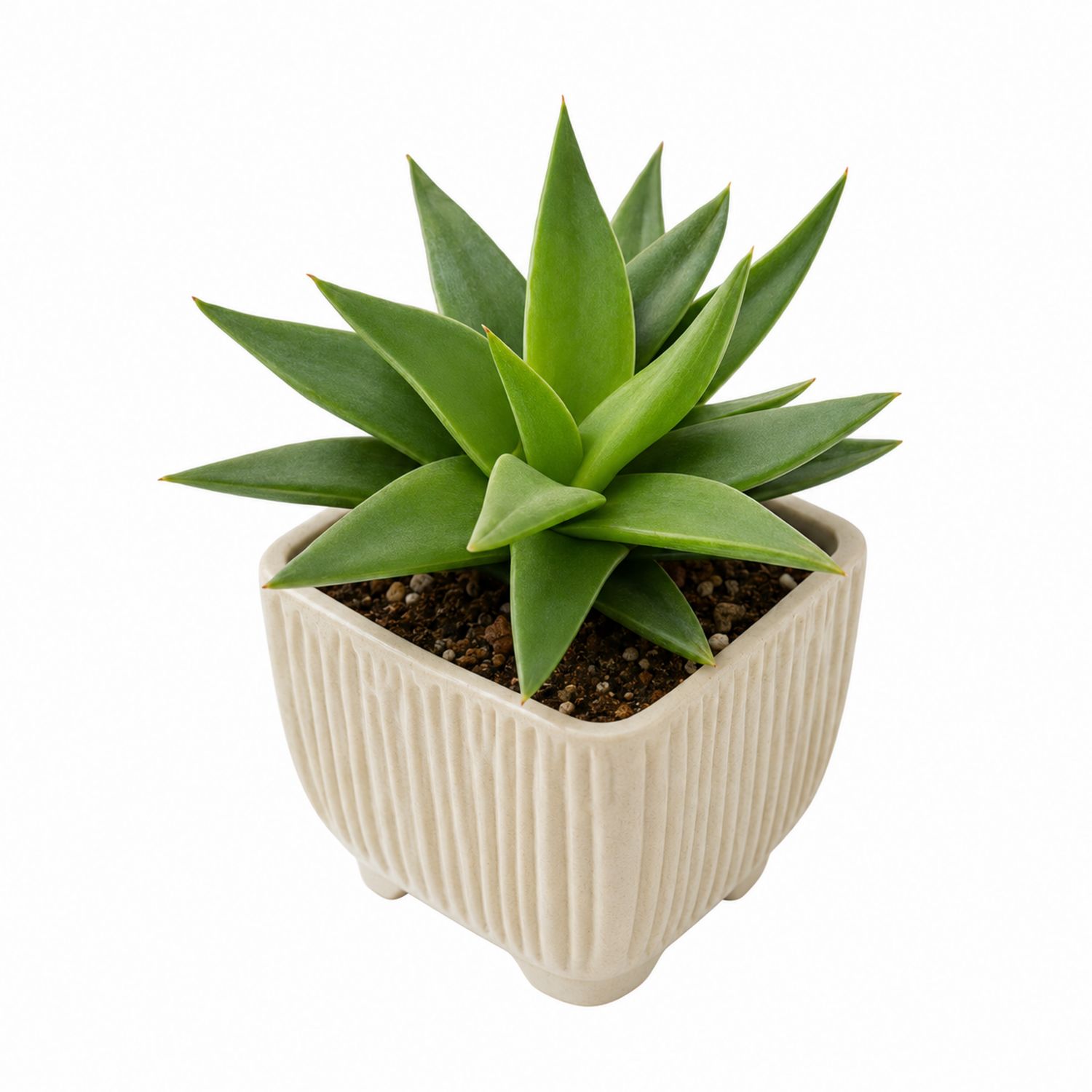 Plante Succulente Décorative en Pot Carré Beige 10 cm
